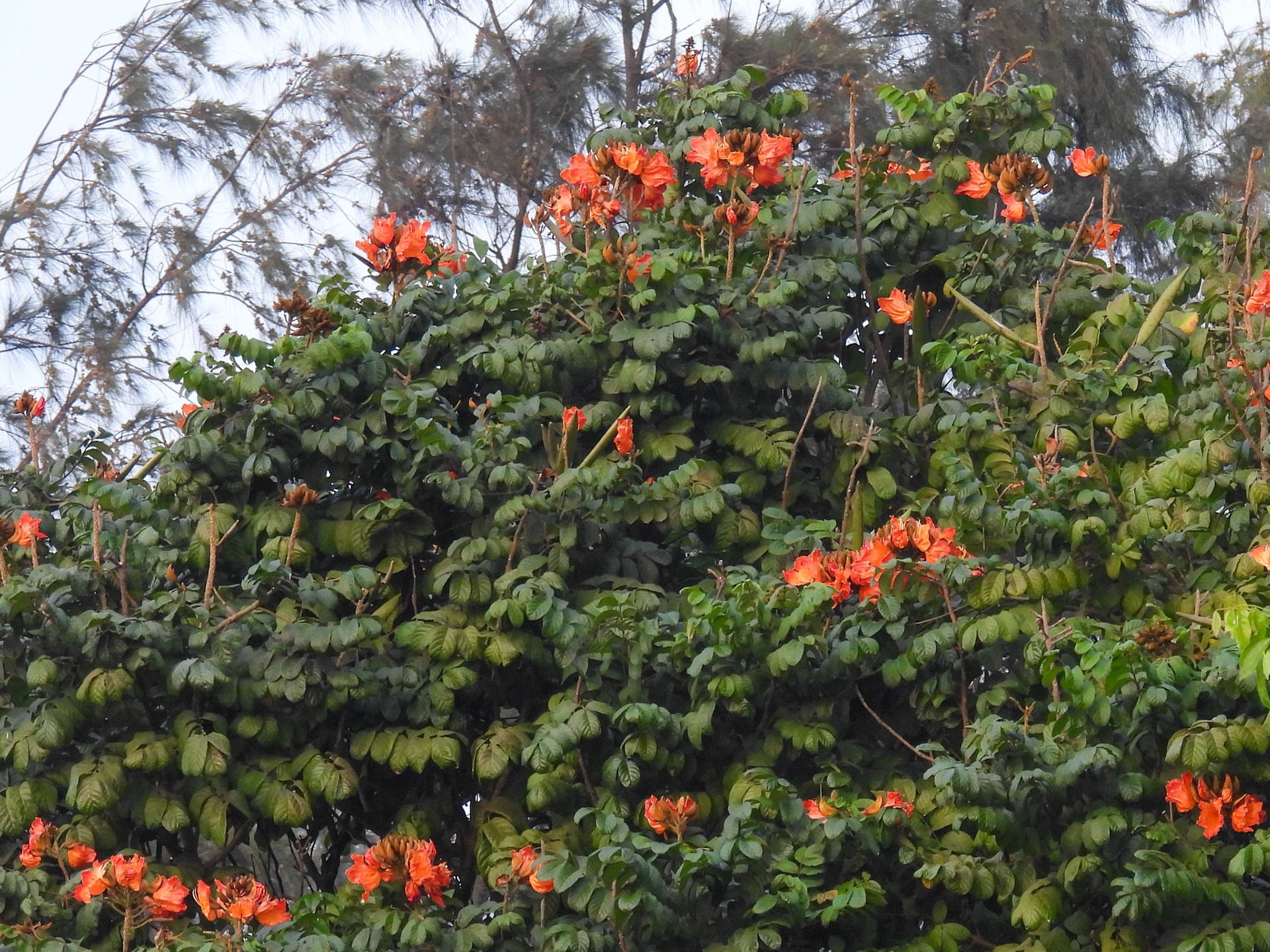 African Tulip Tree