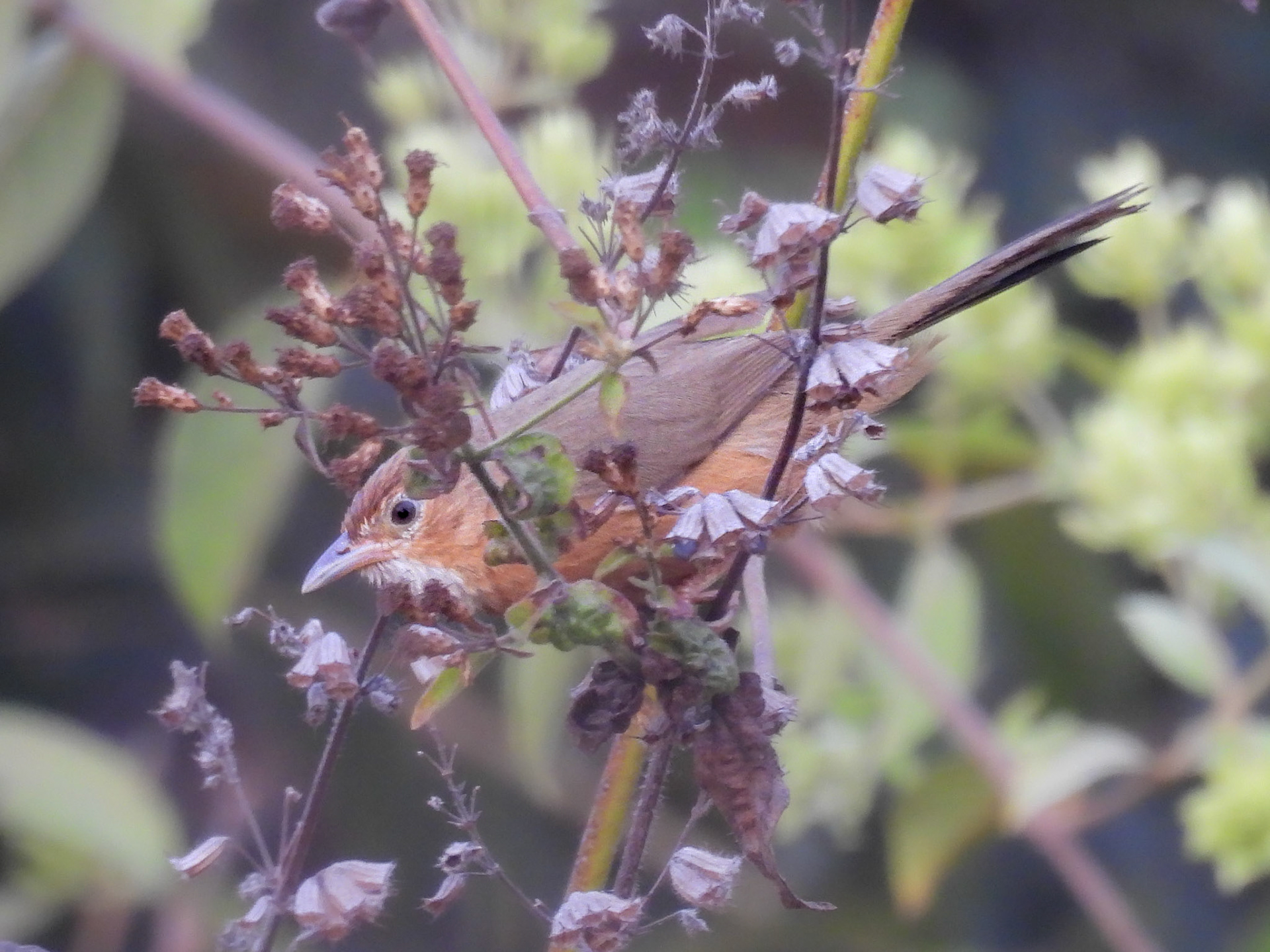 Tawny-bellied BGold-fronted Leafbirdabbler