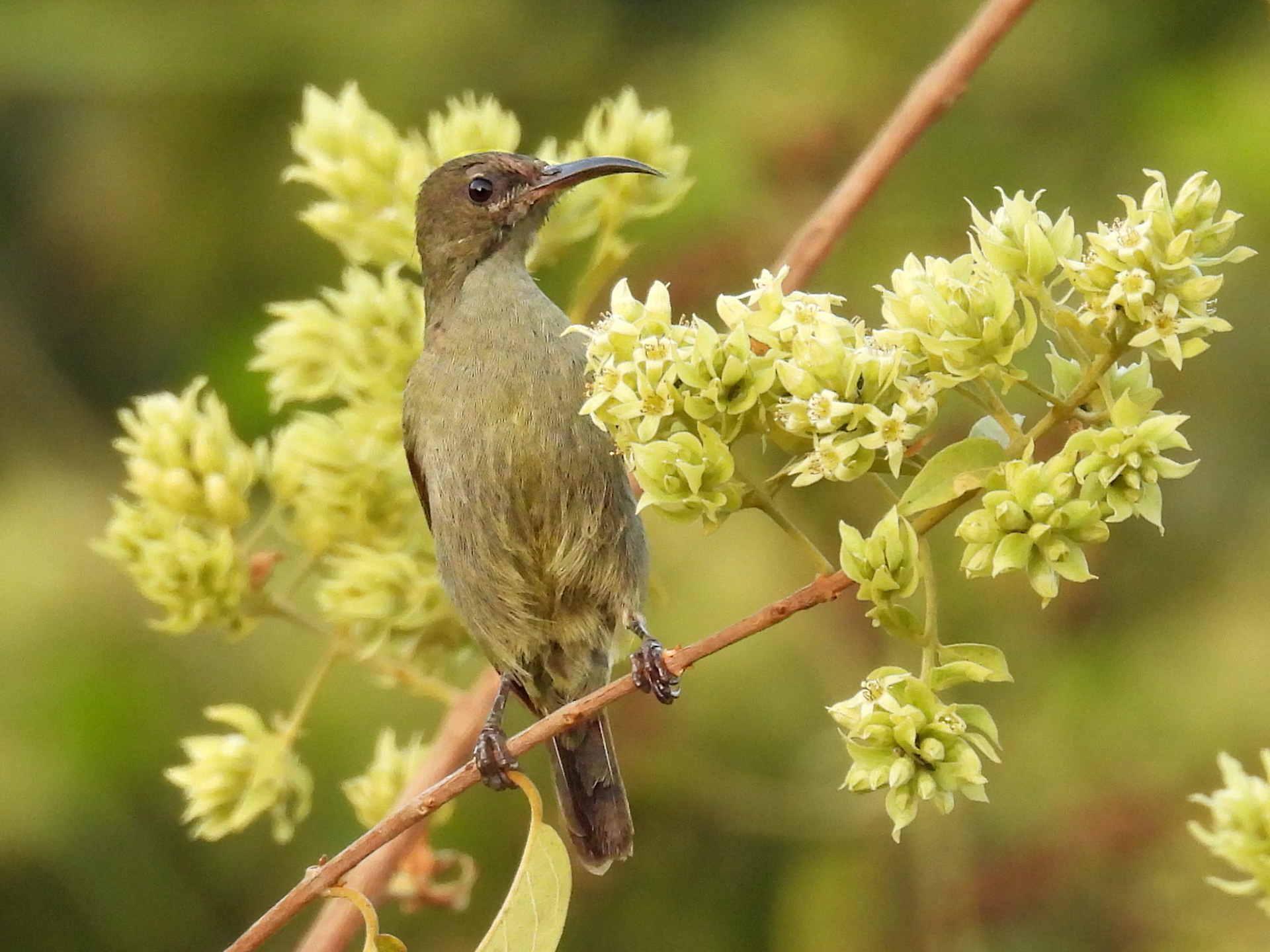 Vigor’s Sunbird (F)