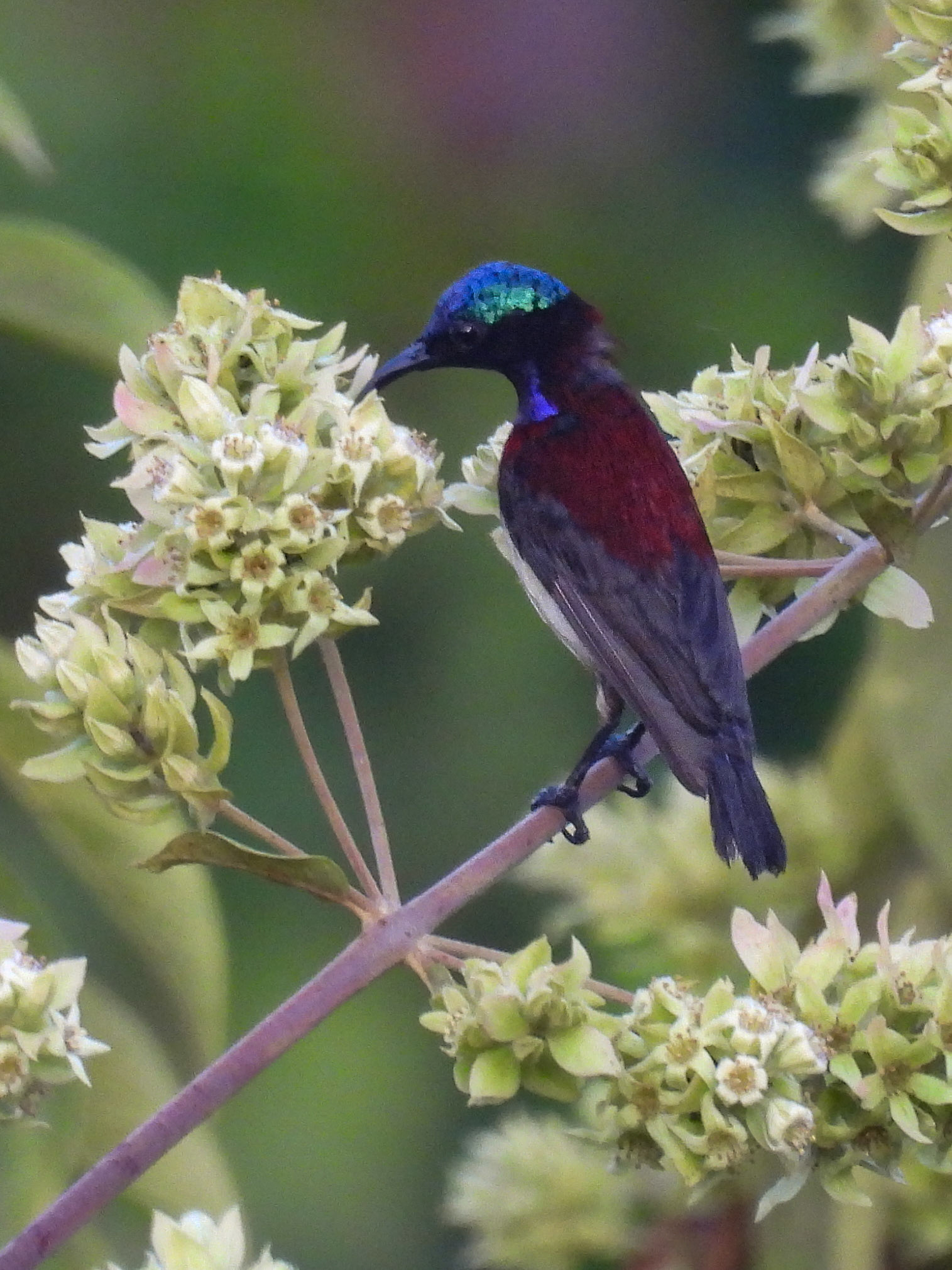 Crimson-backed Sunbird 