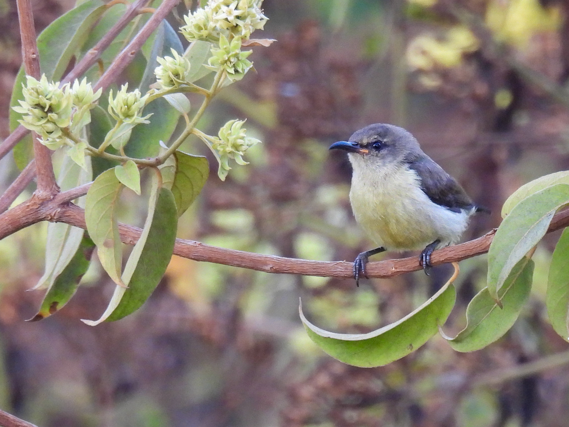 Purple-rumped Sunbird (F)