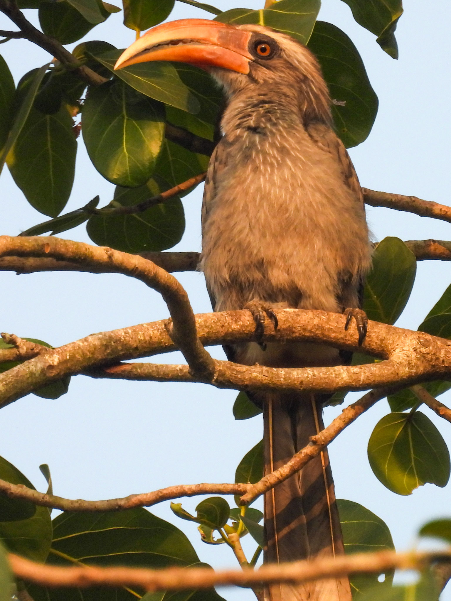 Malabar Grey Hornbill