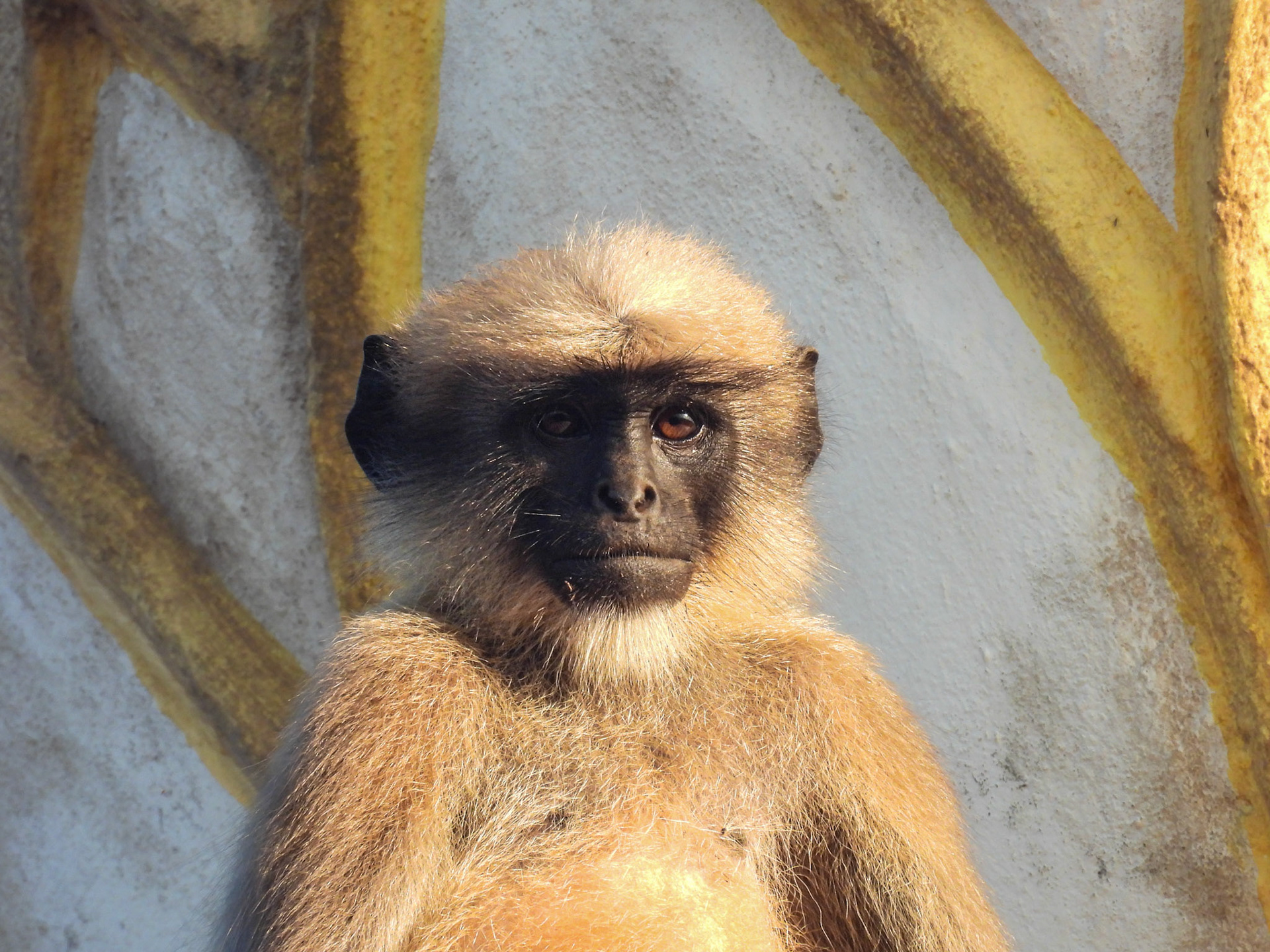 Langur Monkey at Giroba Temple