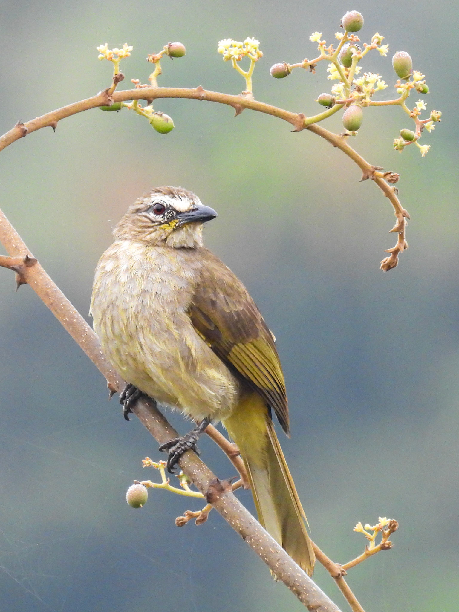 White-browed Bulbul