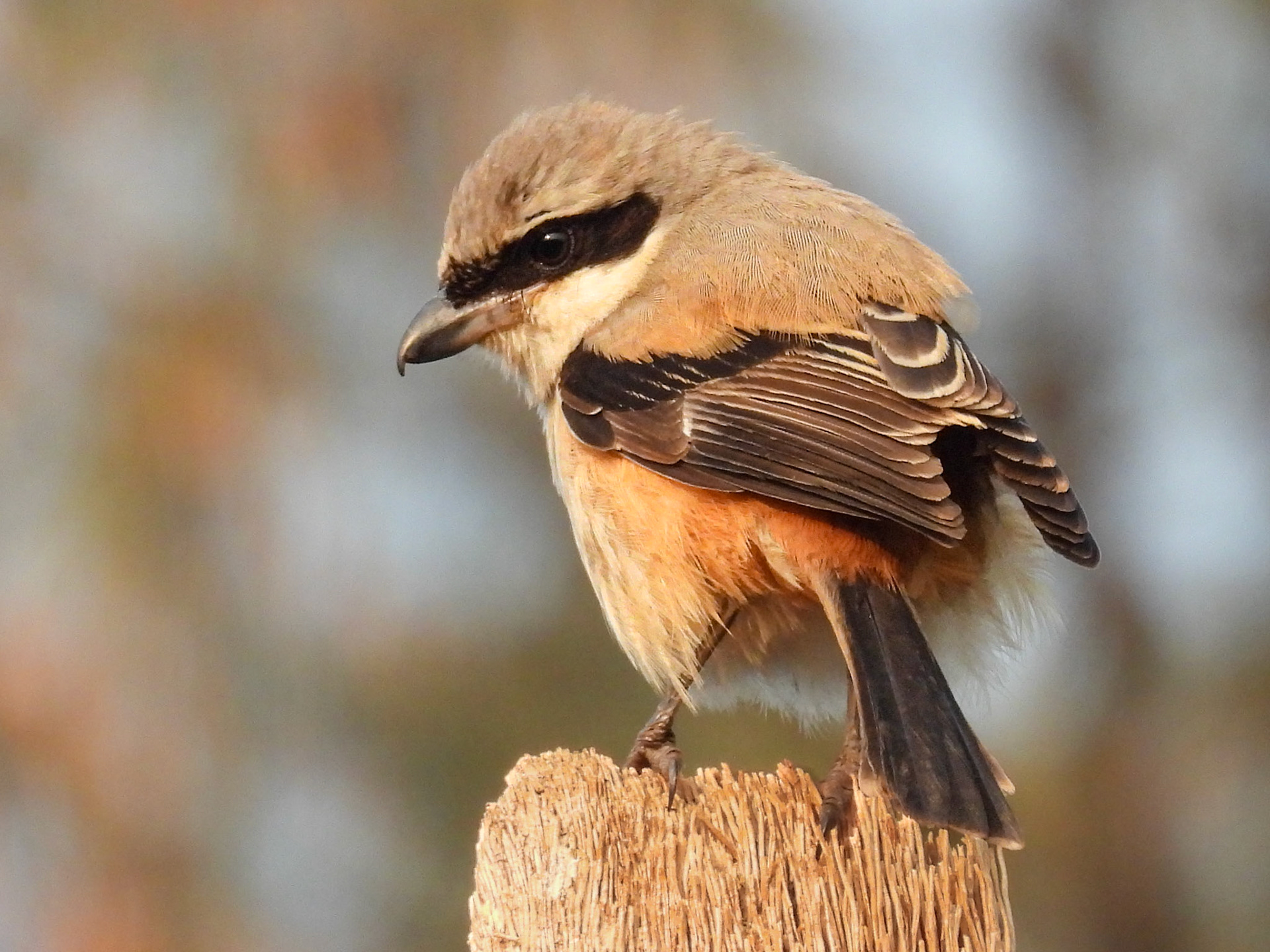 Long-tailed Shrike
