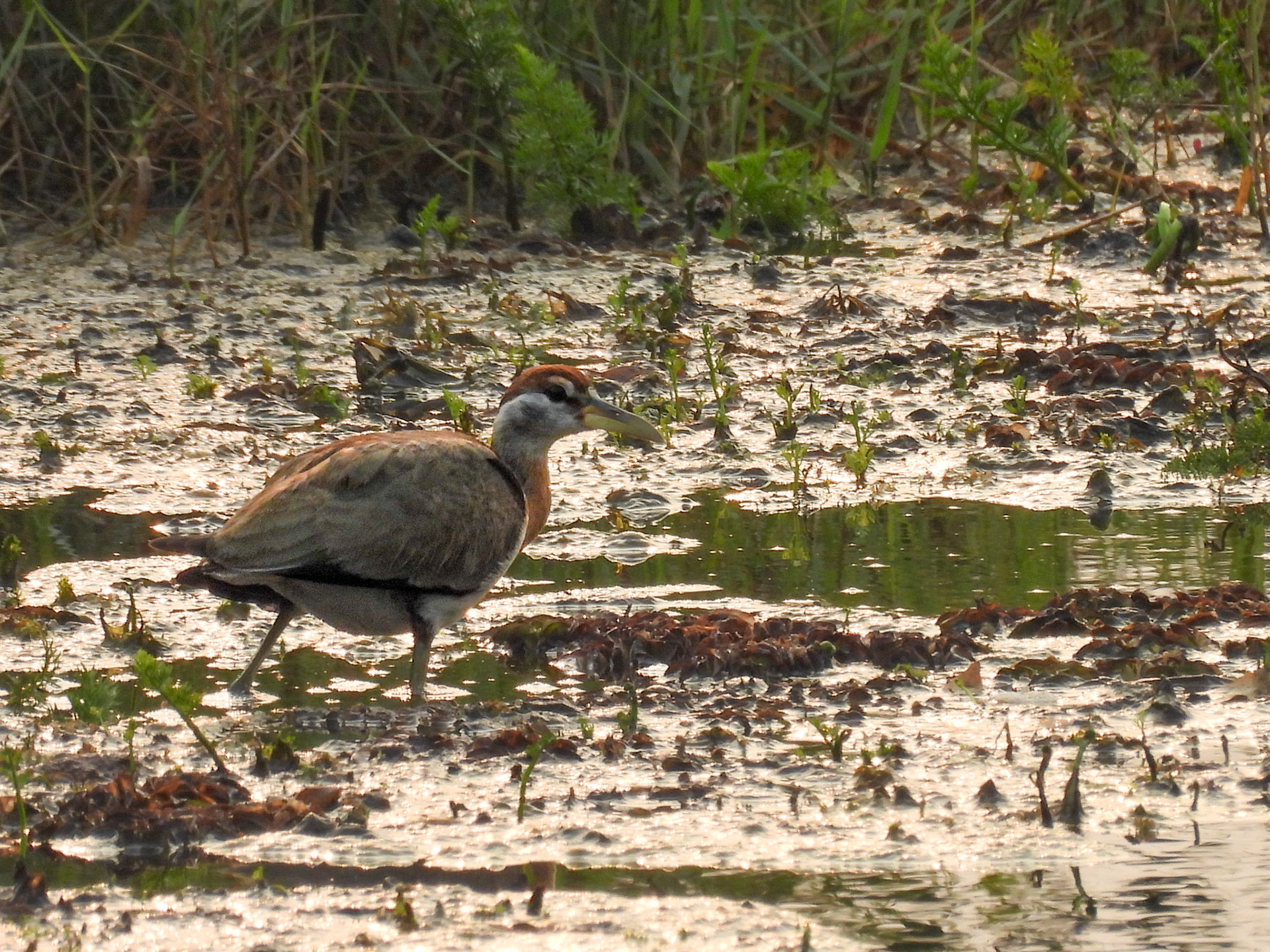 Bronze-winger Jacana