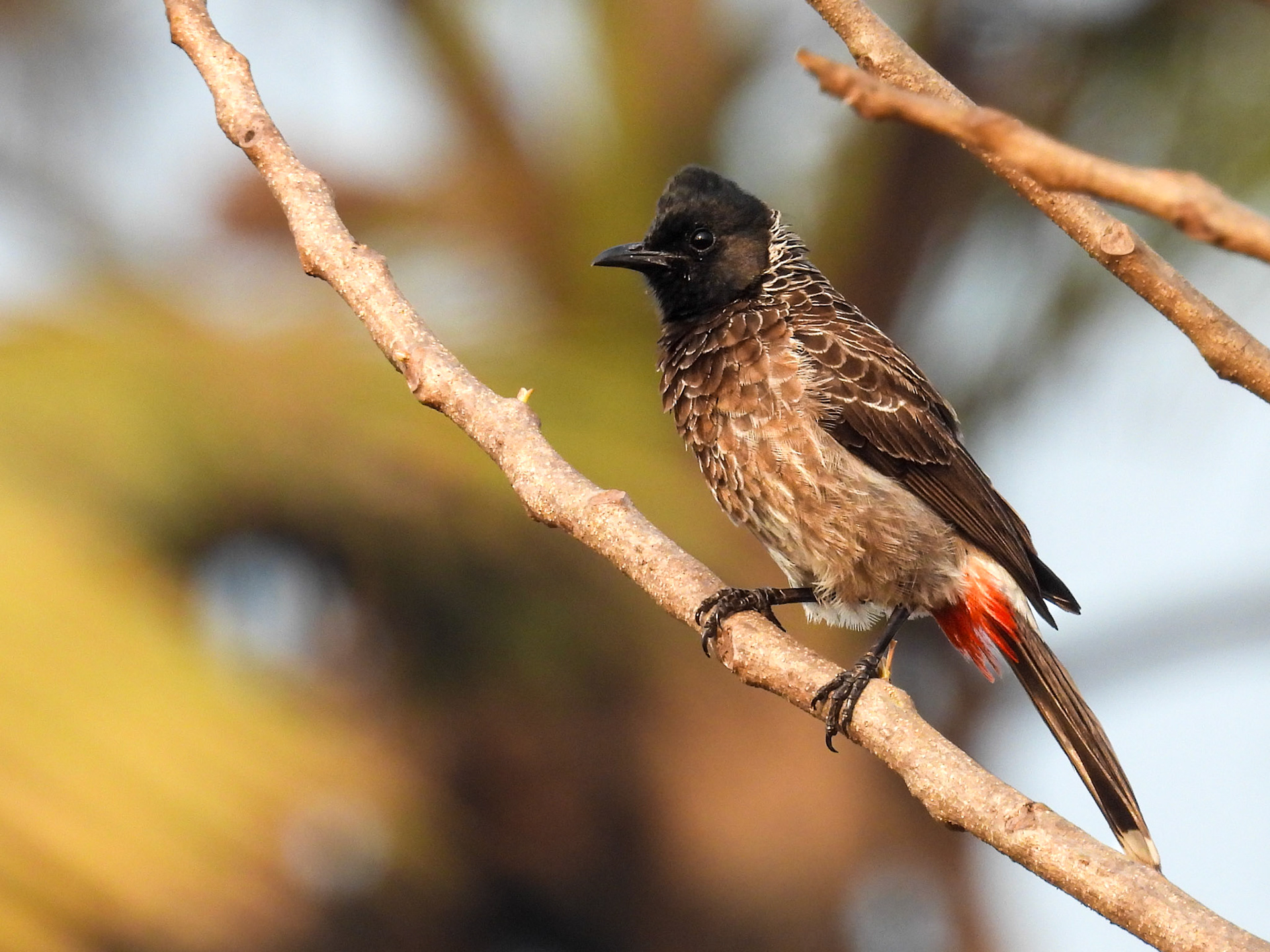 Red-vented Bulbul