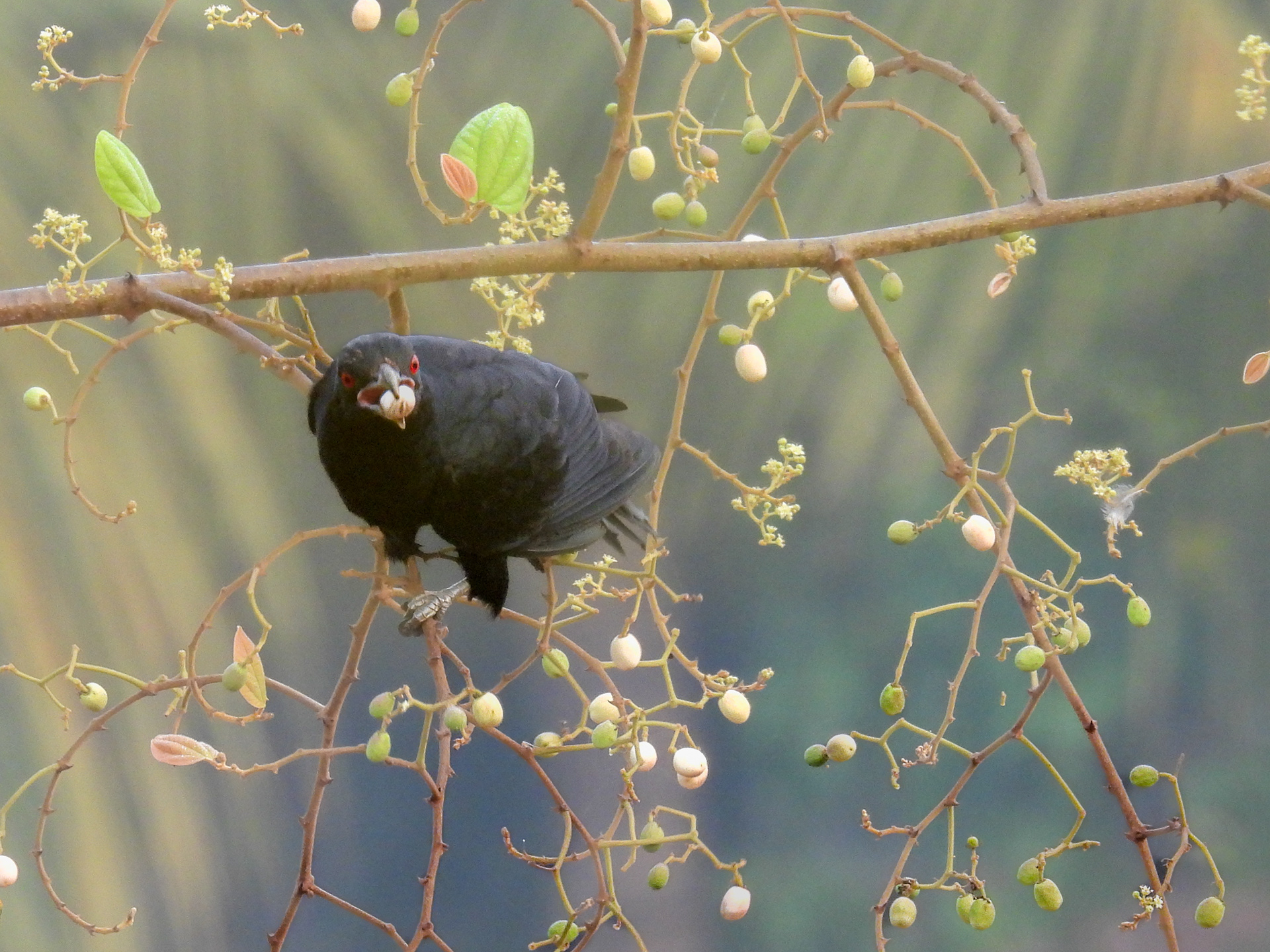 Asian Koel (M) Eating Zanna Berries