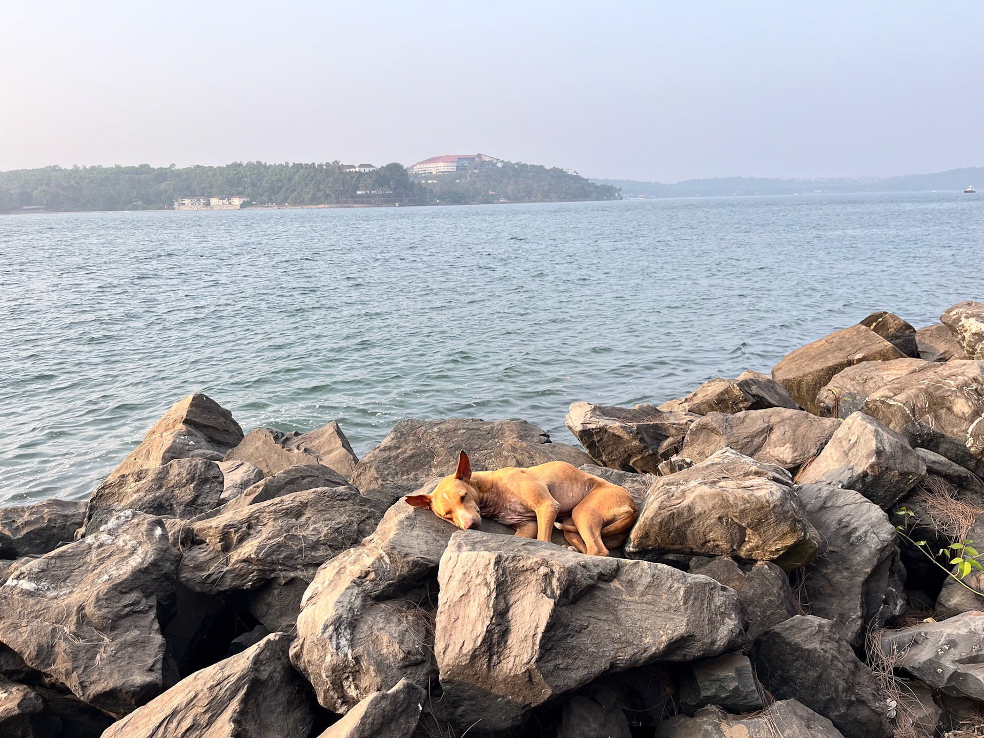 Sleeeping dogs and all that…