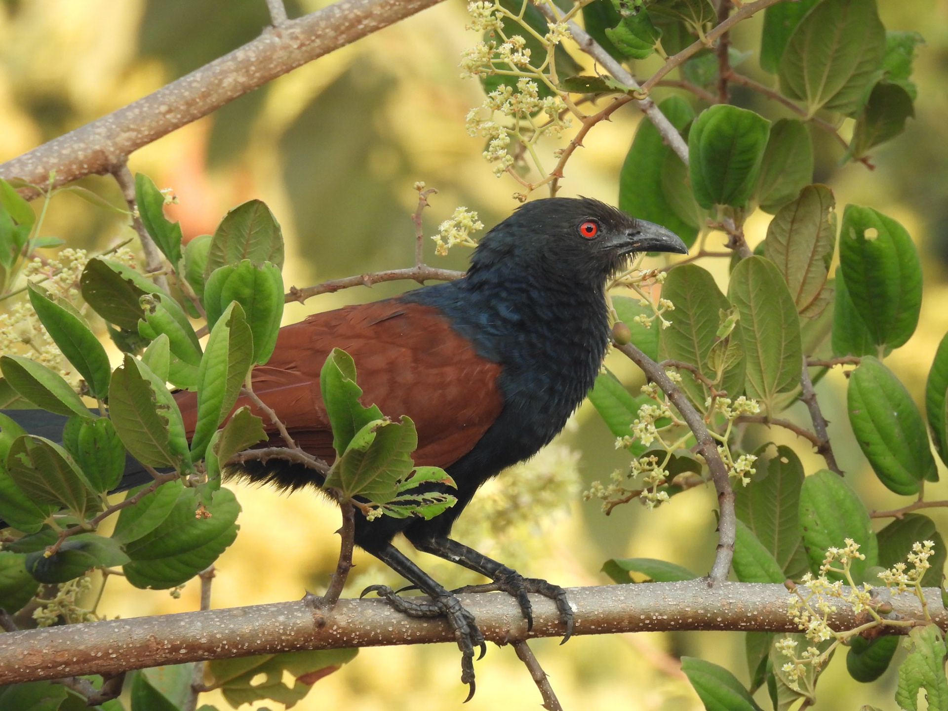 Greater Coucal
