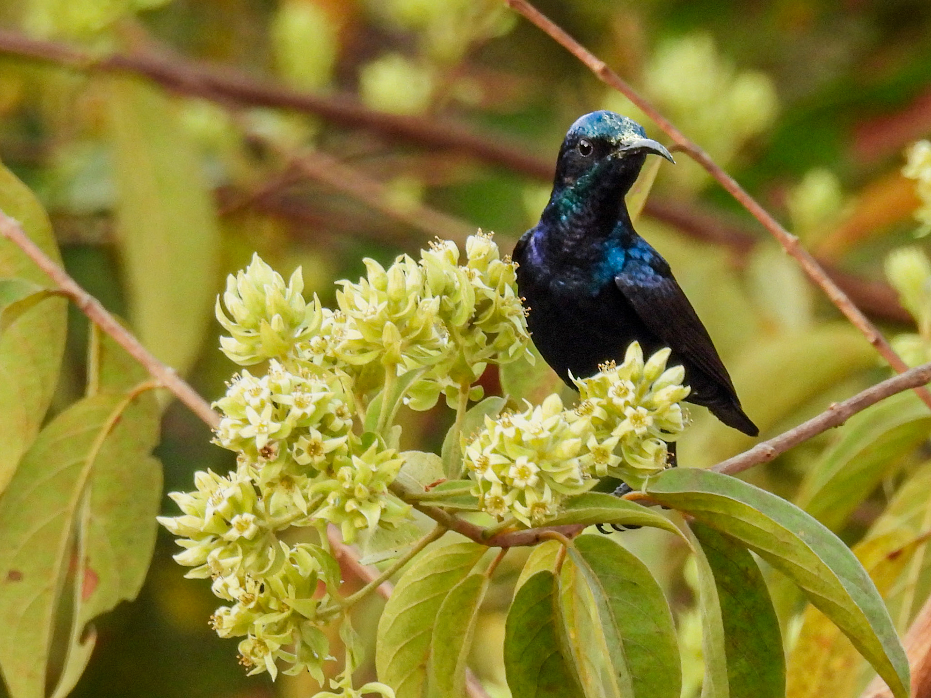 Purple Sunbird on Ukshi bush - Getonia floribunda