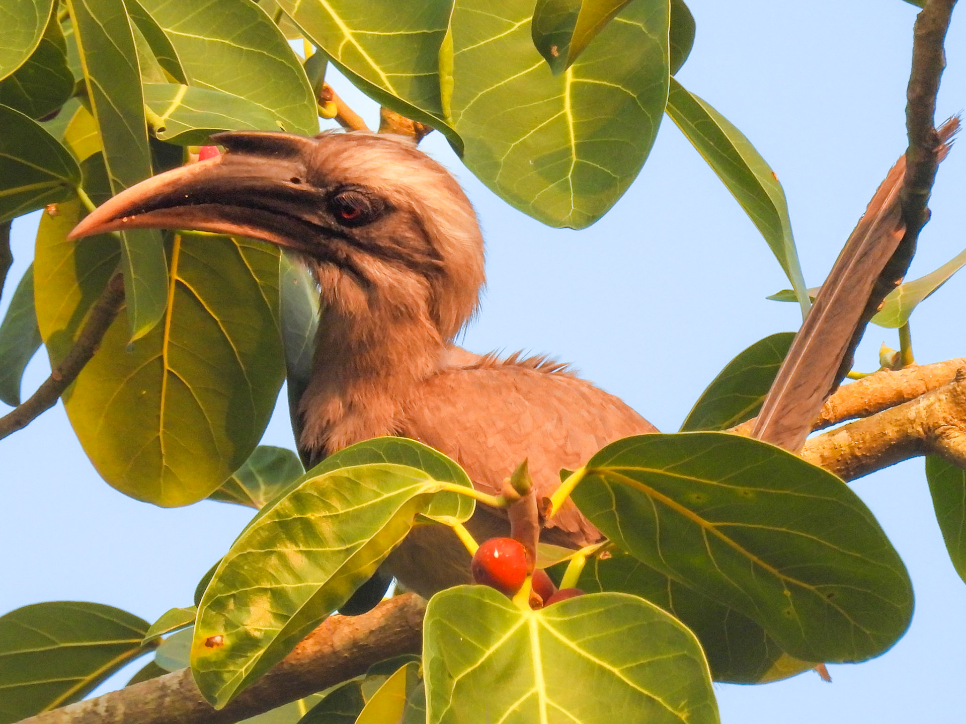 Indian Grey Hornbill