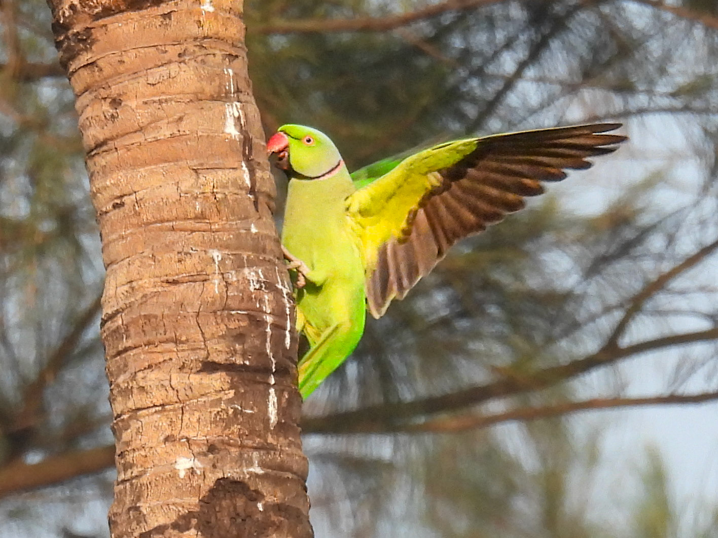 Rose-ringed Parakeet