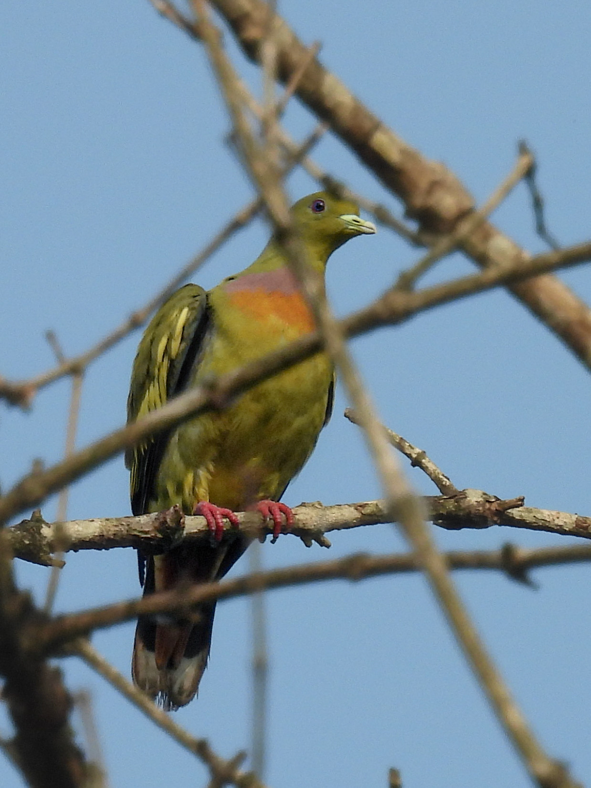 Orange-breasted Green-Pigeon (M)
