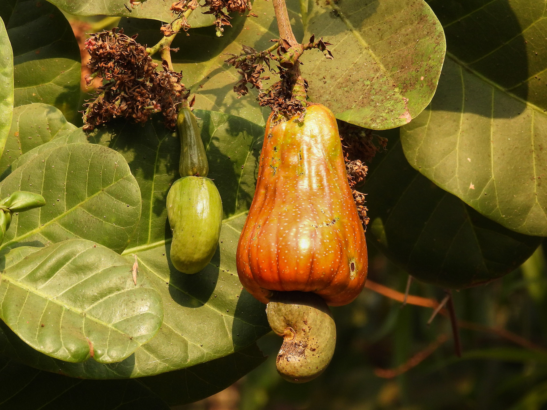 Cashews on the tree