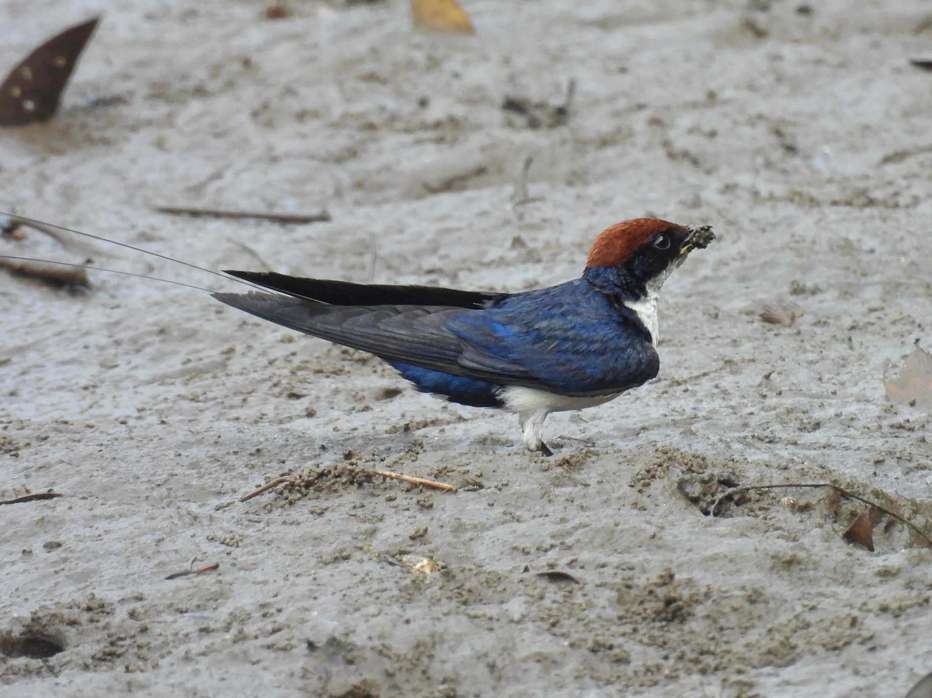 Wire-tailed Swallow - Collecting Mud Pellets