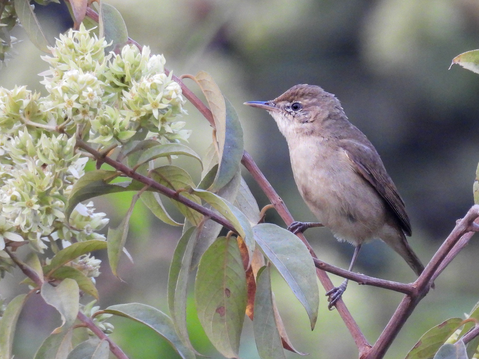 Blyth’s Reed Warbler