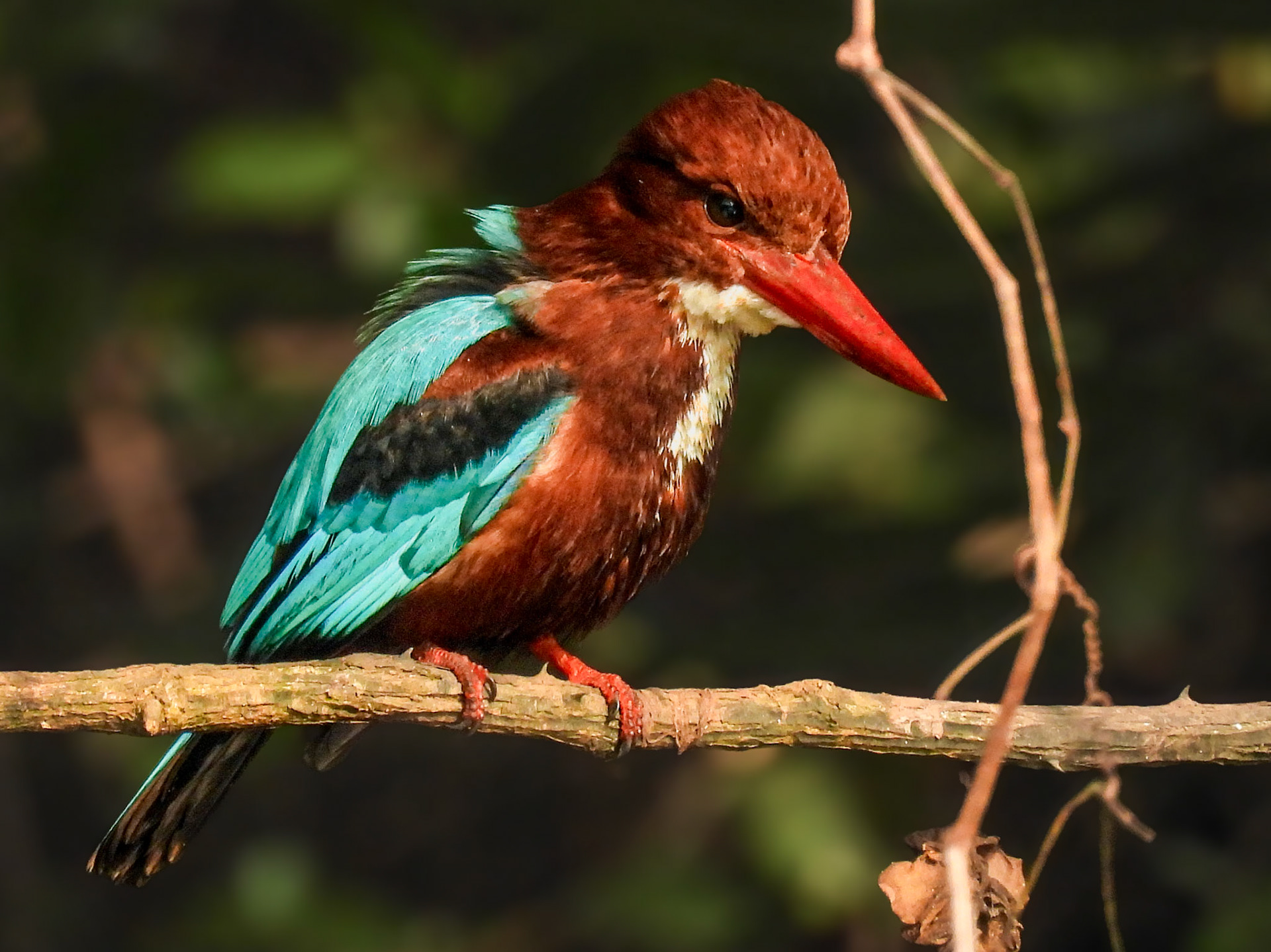 White-throated Kingfisher