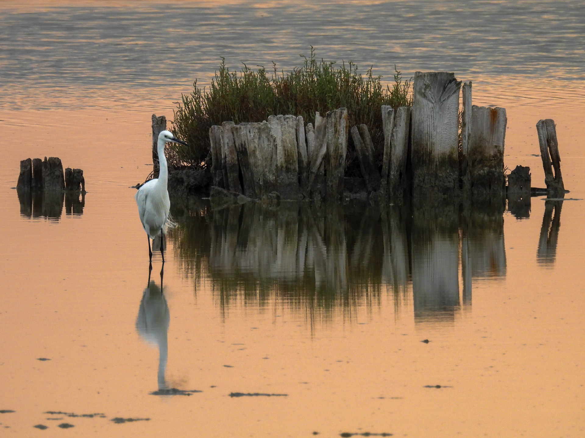 Egret at Sunset - Comacchio Salt Works