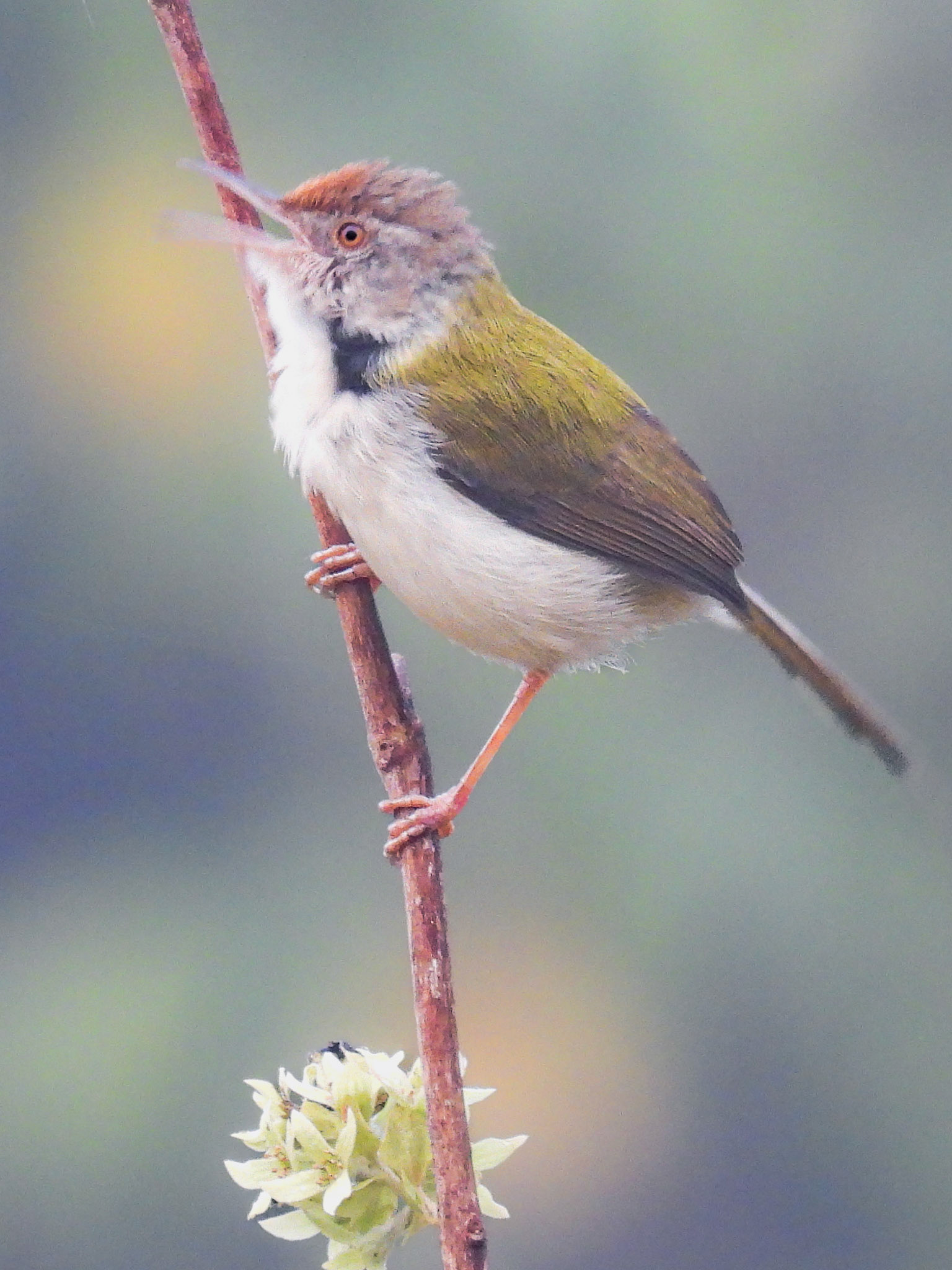 Common Tailorbird