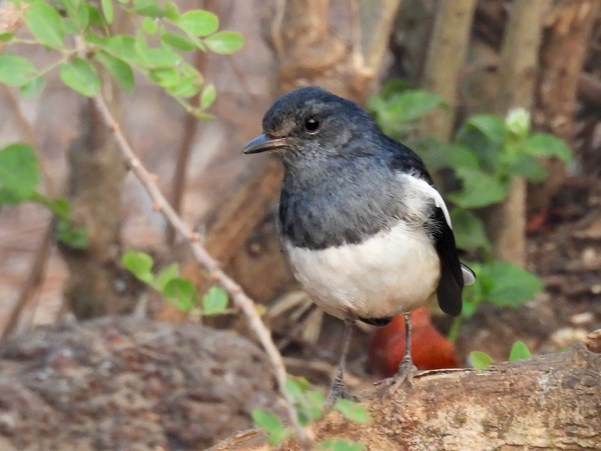 Oriental Magpie Robin (F)