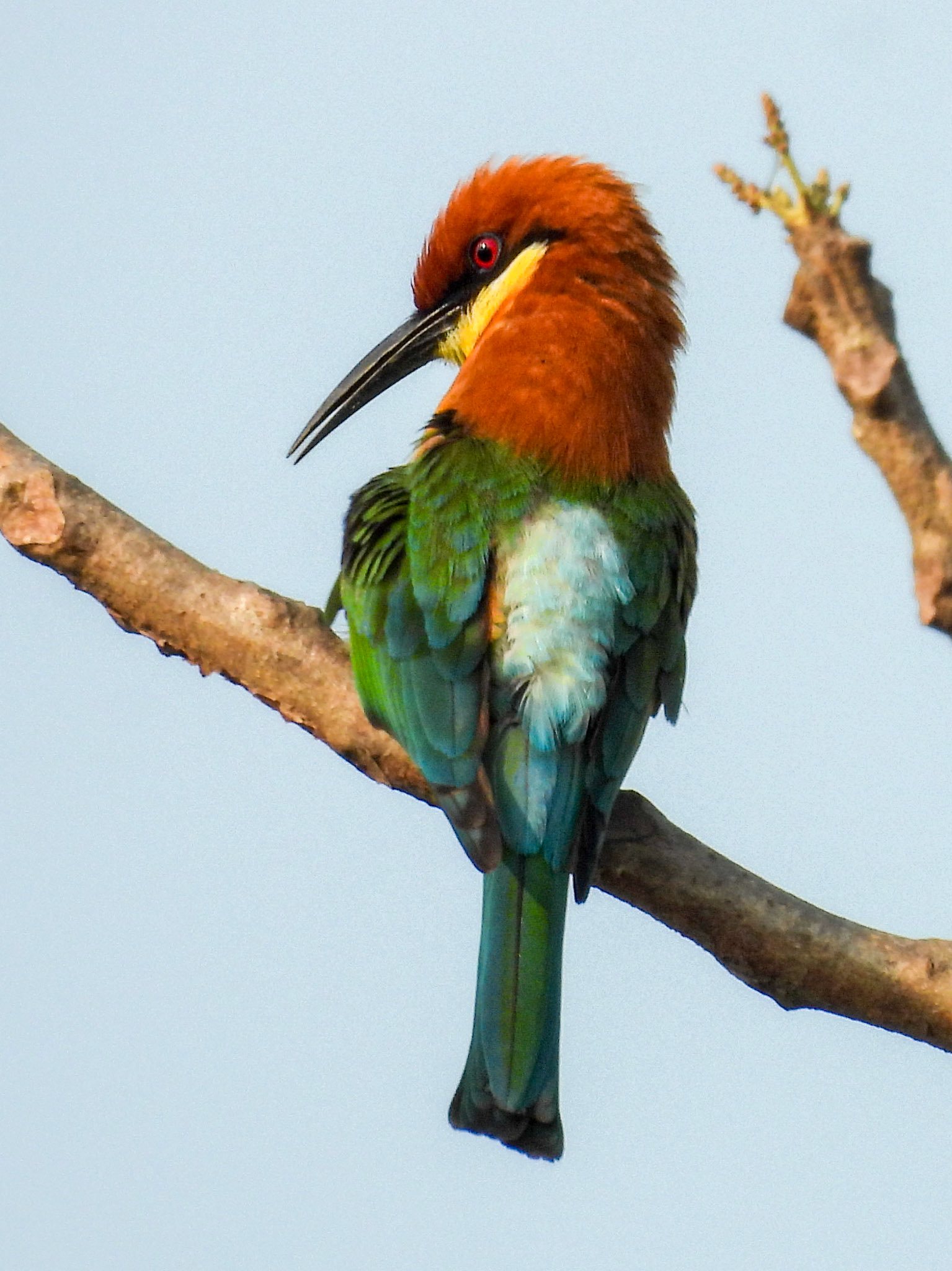 Chestnut-headed Bee-eater
