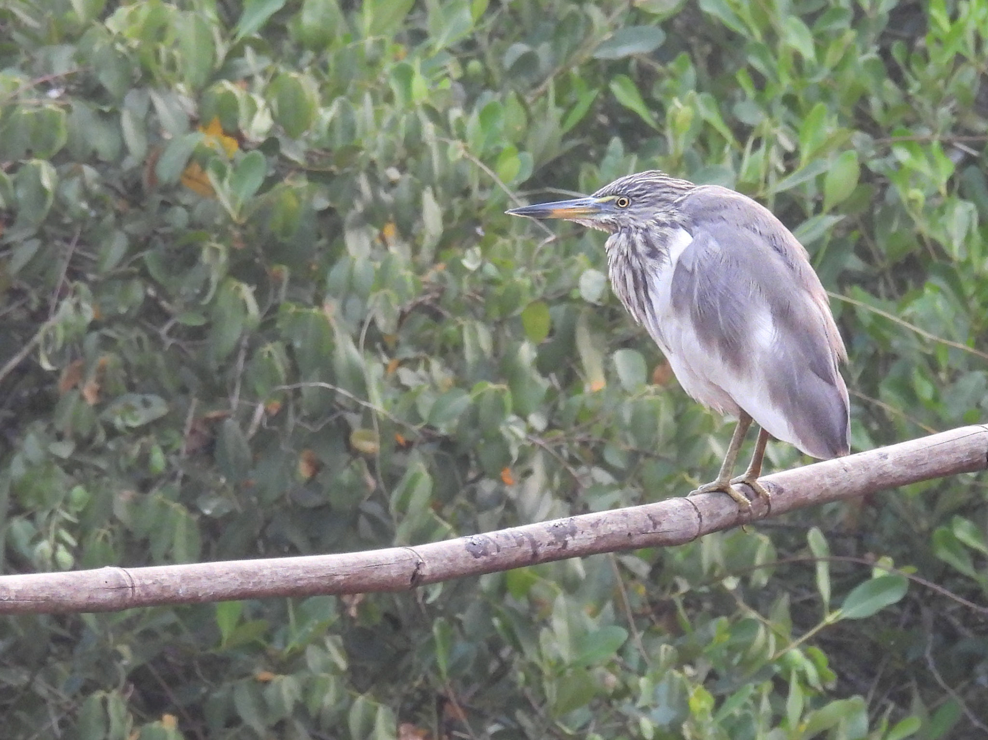 Indian Pond Heron