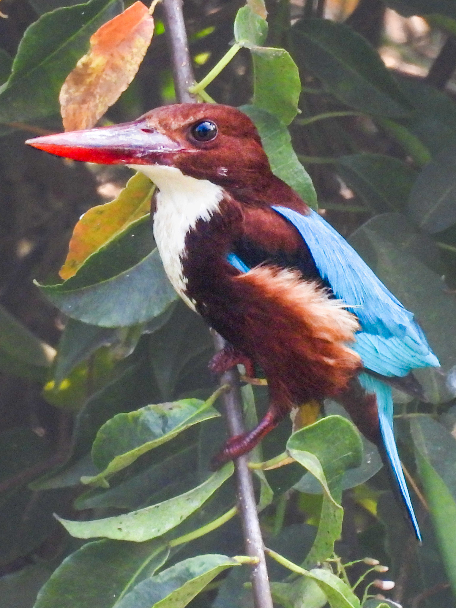 White-throated Kingfisher on the creek