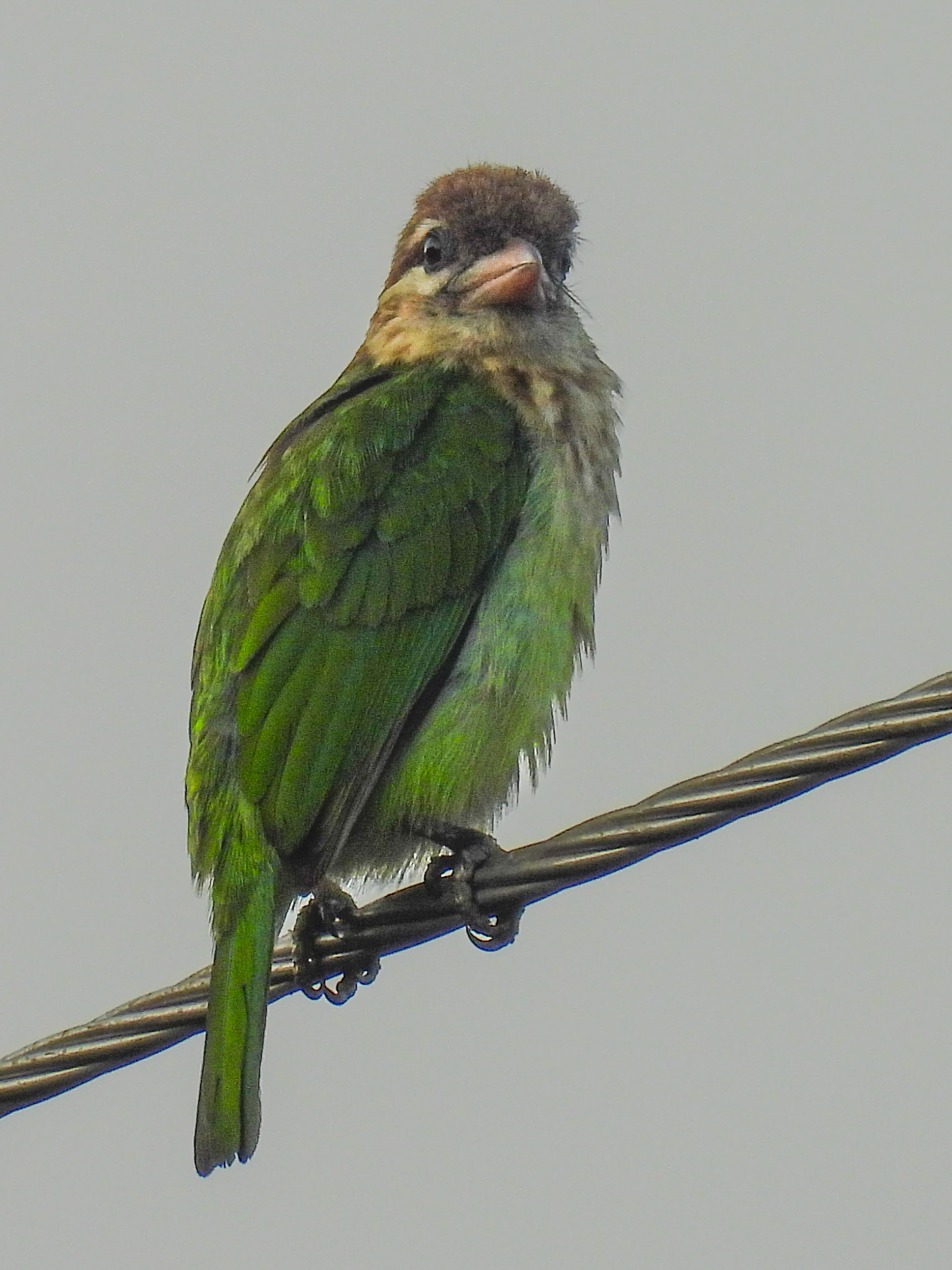 White-cheeked Barbet  (with a classic mullet)