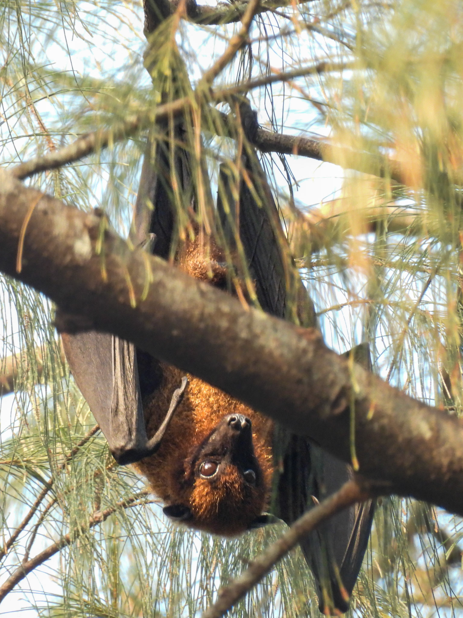 Indian Fruit Bat