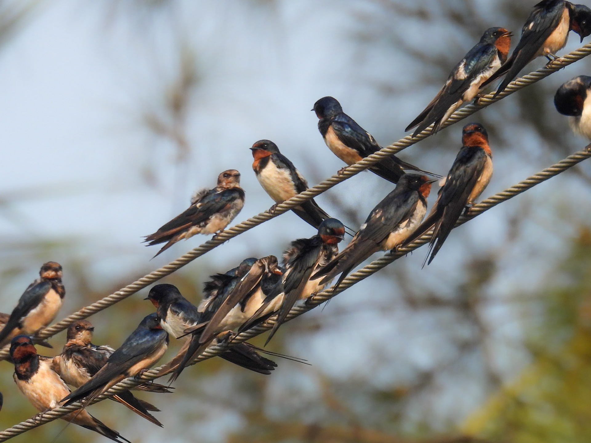 Barn Swallows