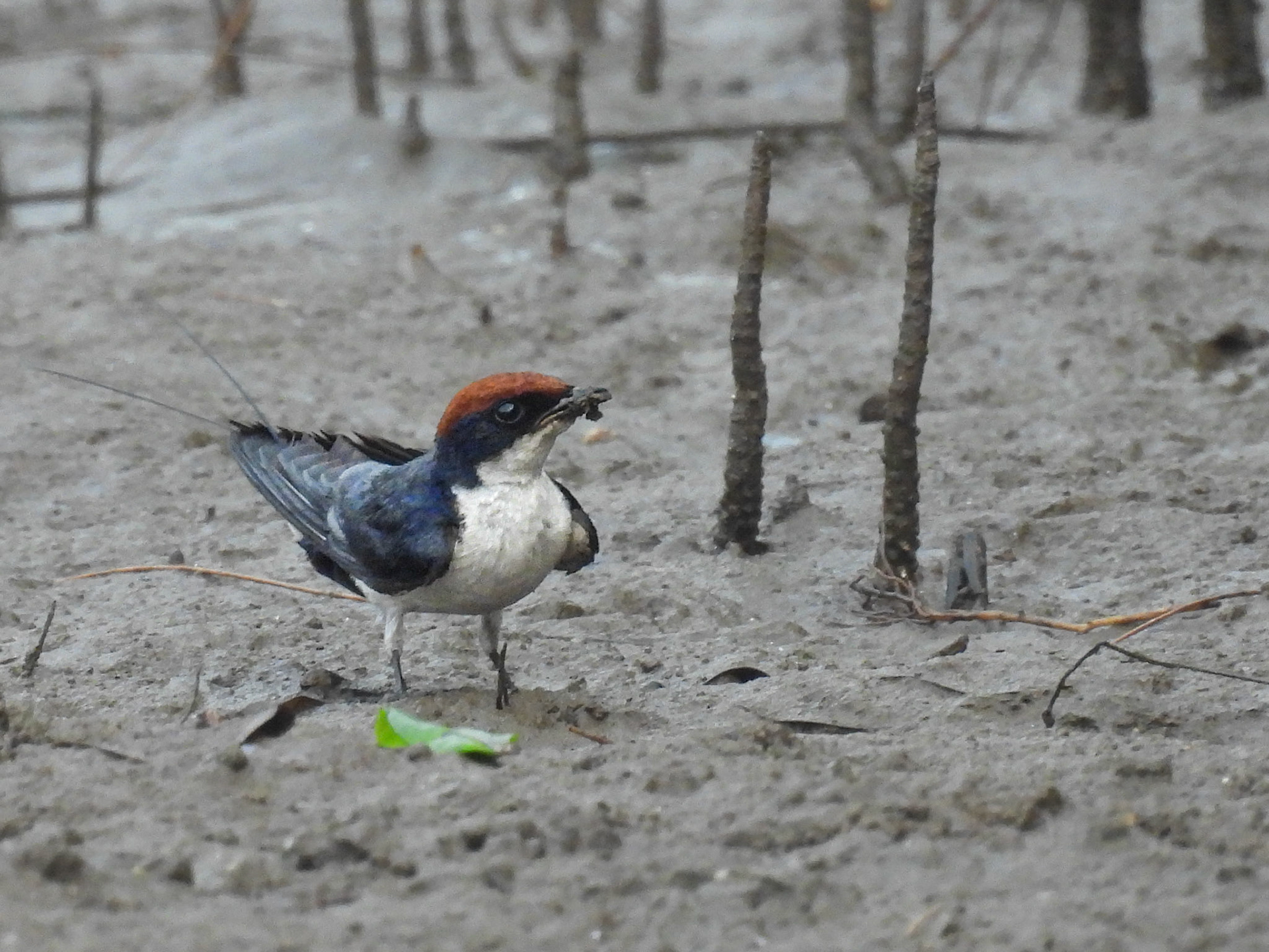 Wire-tailed Swallow Collecting Mud Pellets