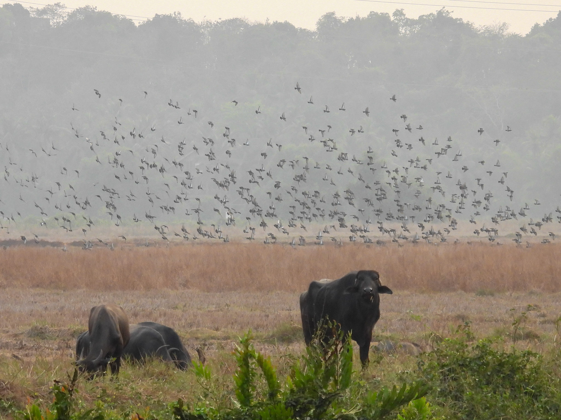 A Murmuration of Pigeons?