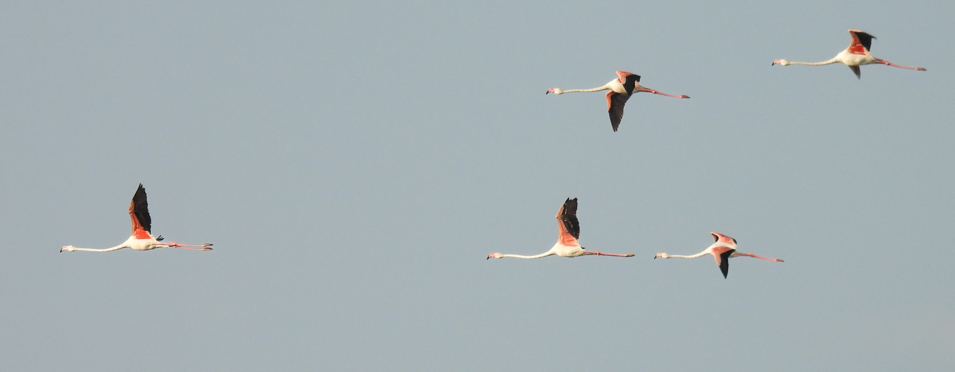 Greater Flamingo