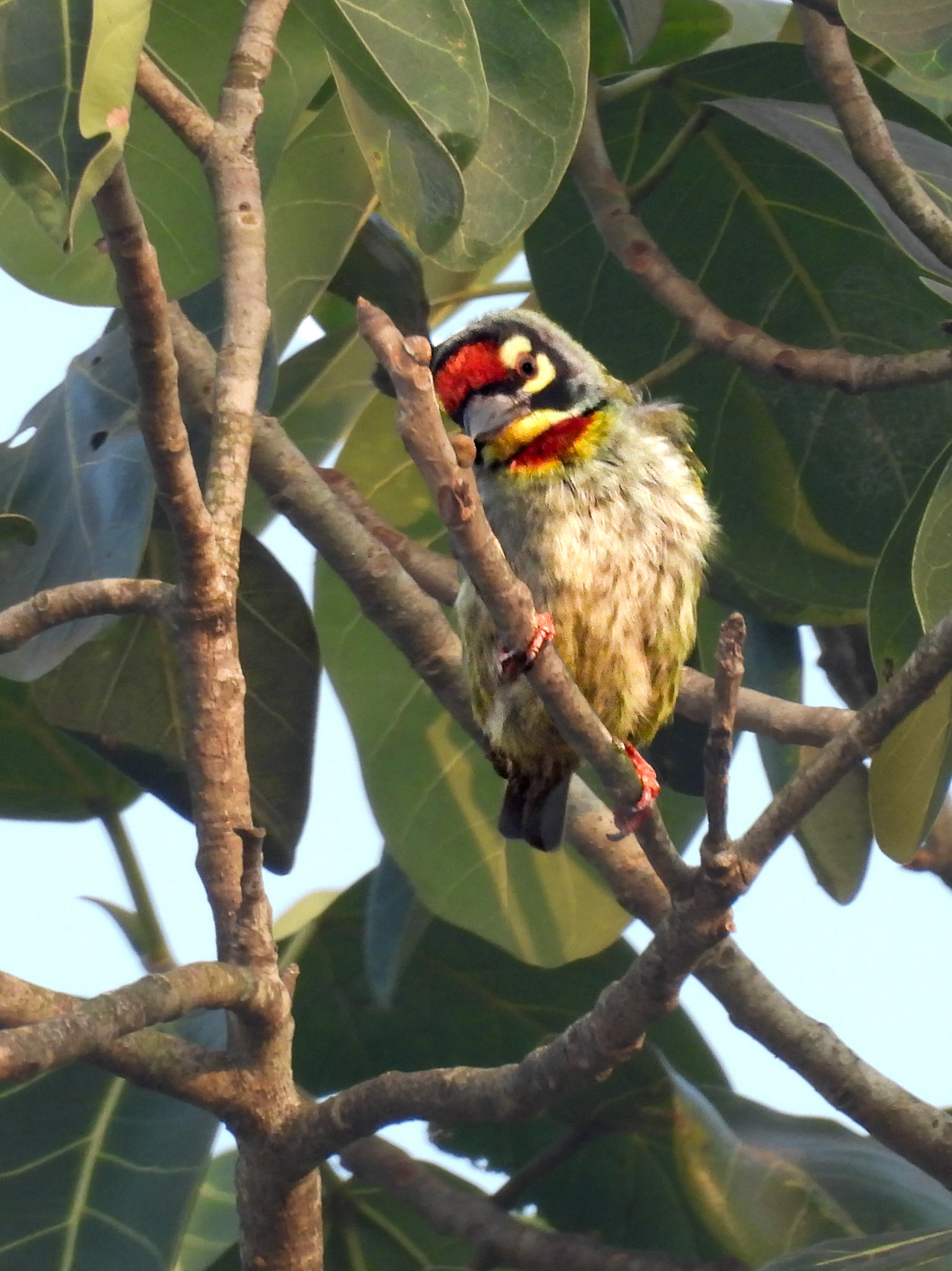Coppersmith Barbet