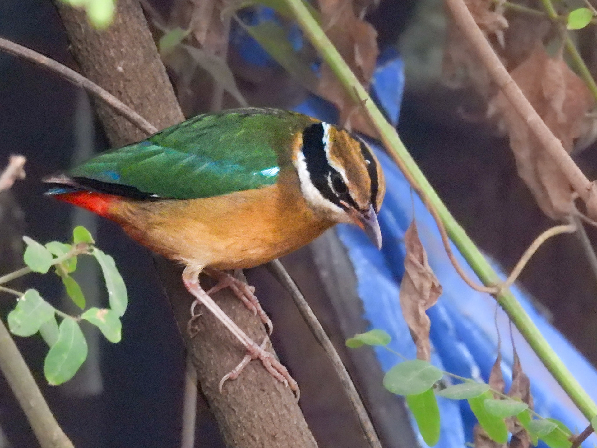 Indian Pitta