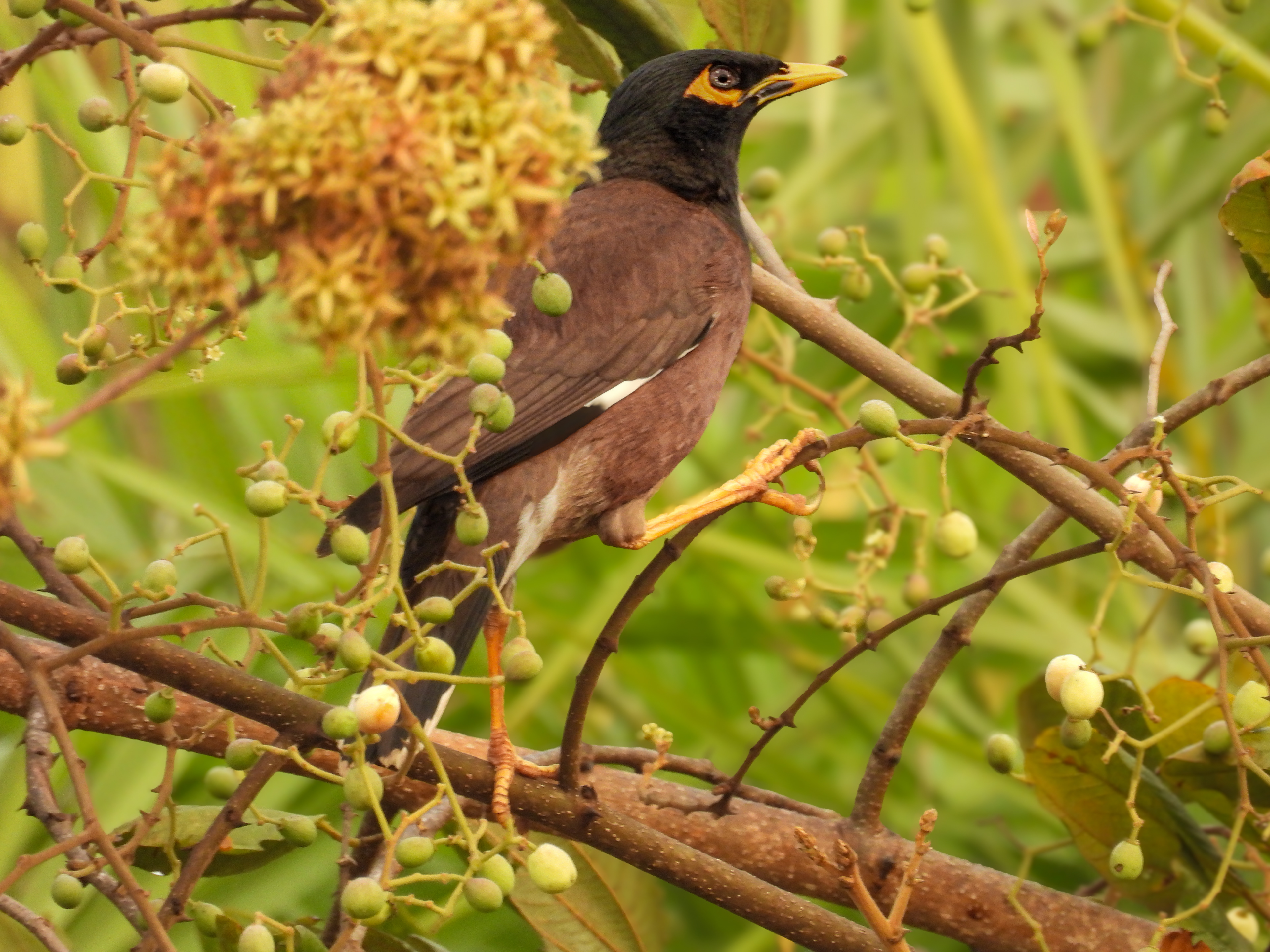 Common Myna