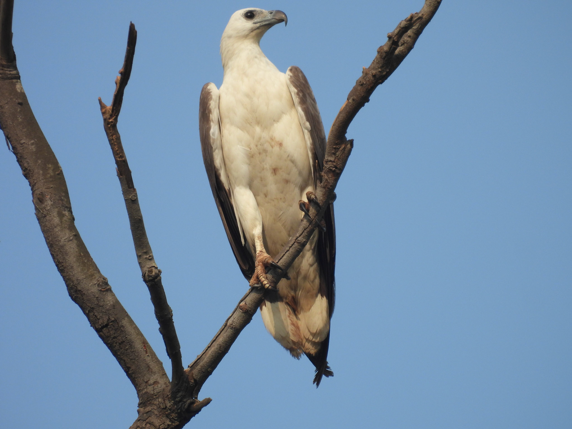 White-bellied Sea-Eagle
