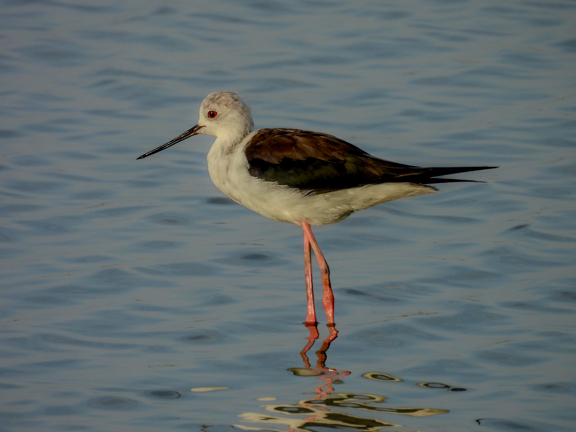 Black-winged Stilt