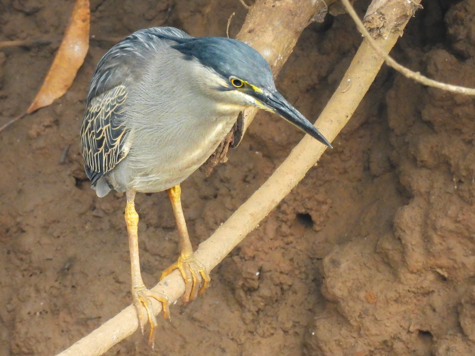 Little Heron