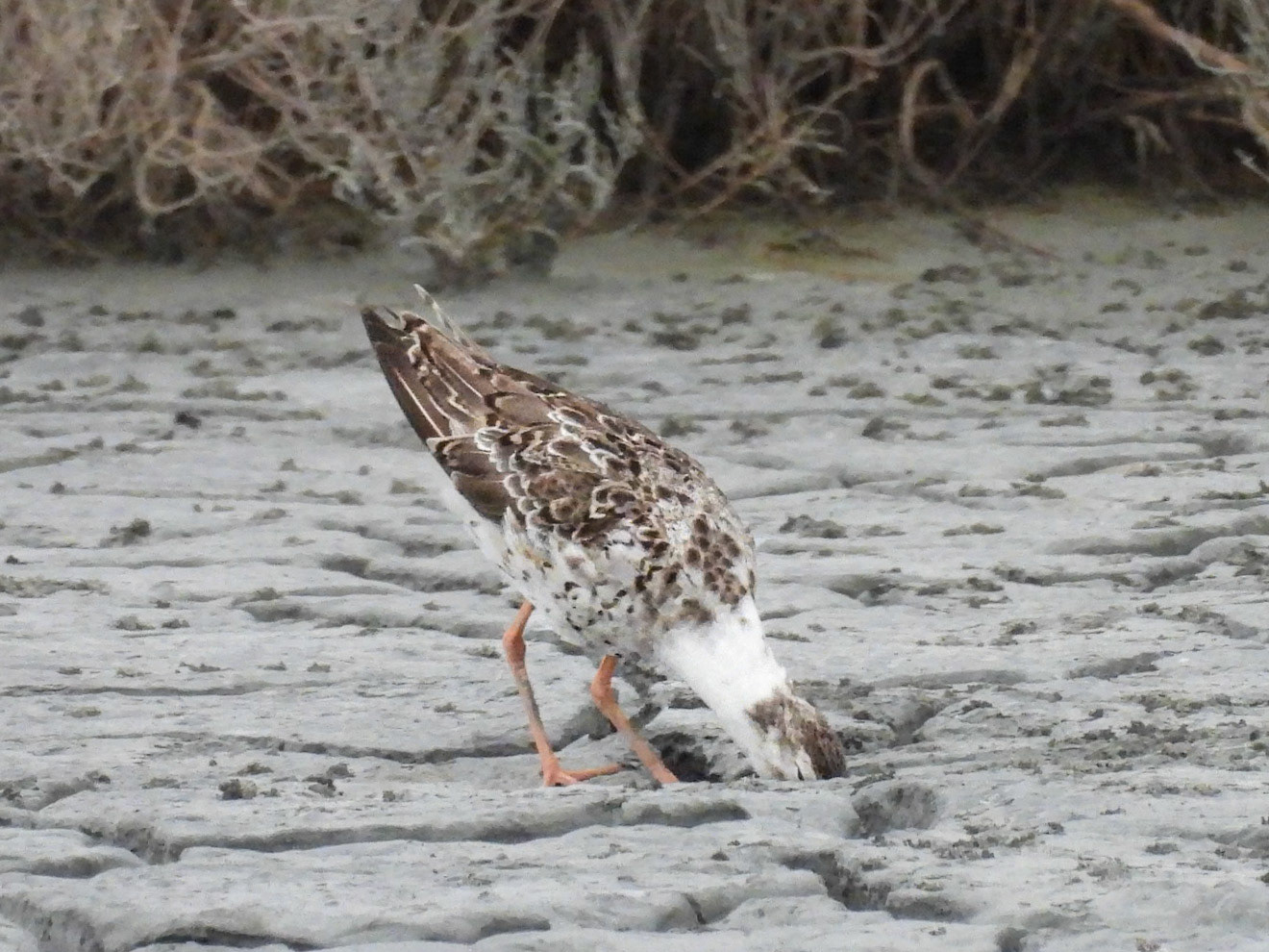 Common Redshank