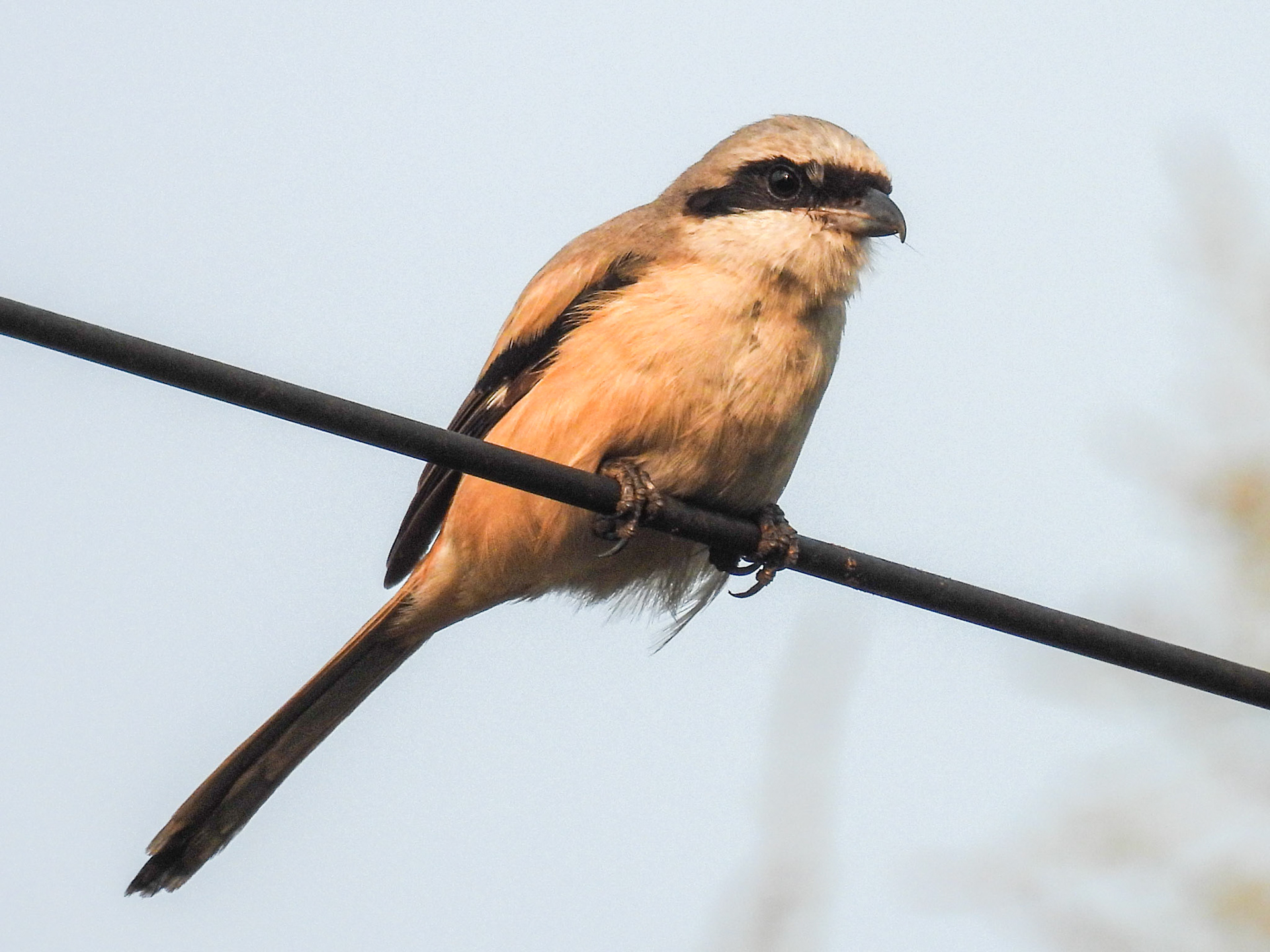 Long-tailed Shrike