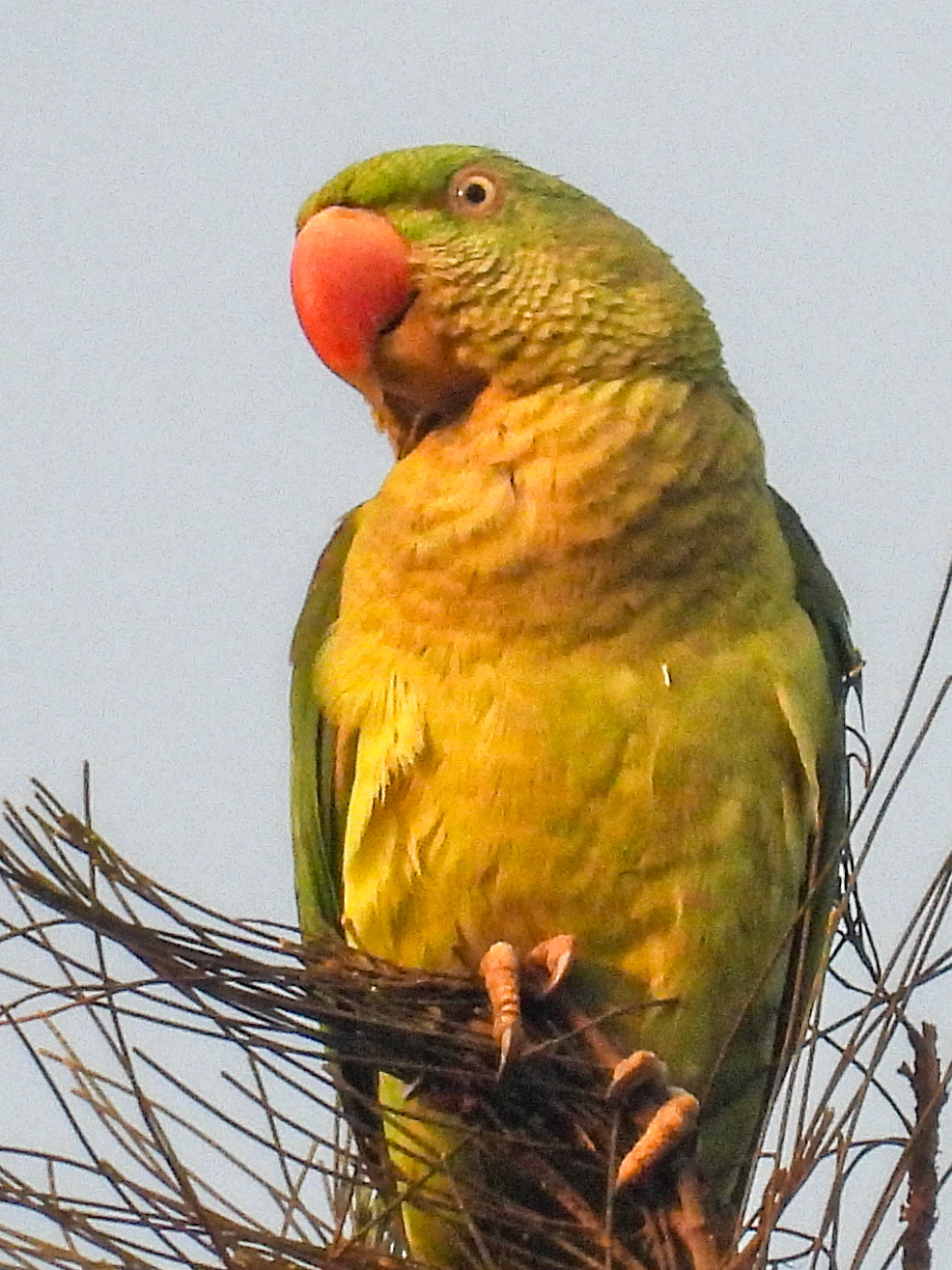 Alexandrine Parakeet
