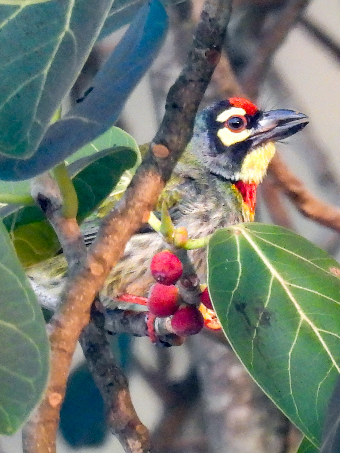 Coppersmith Barbet