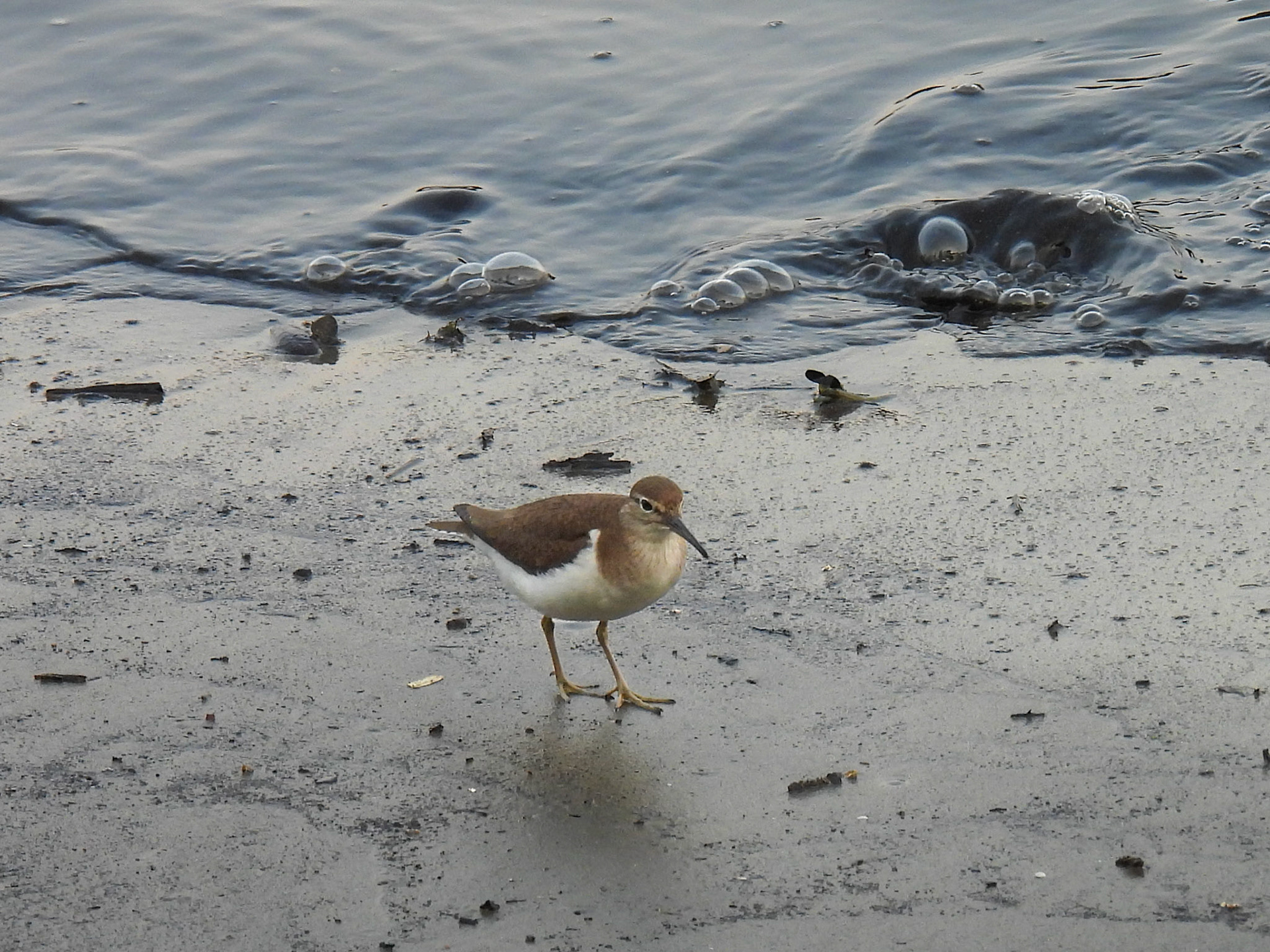 Common Sandpiper