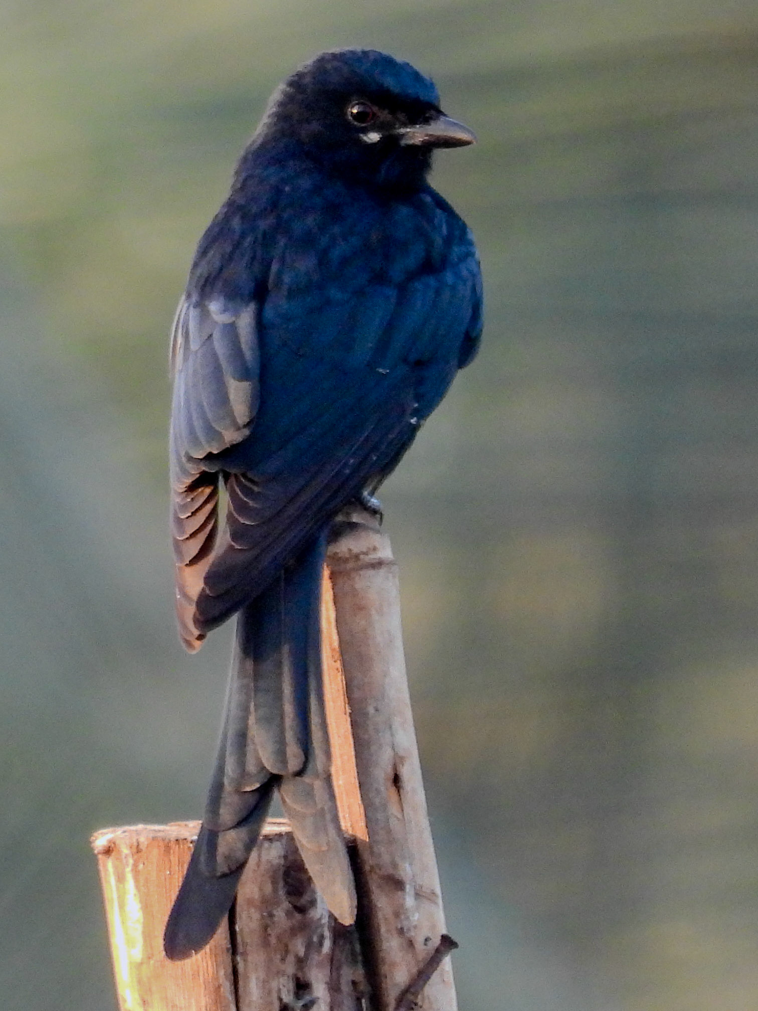 Black Drongo 