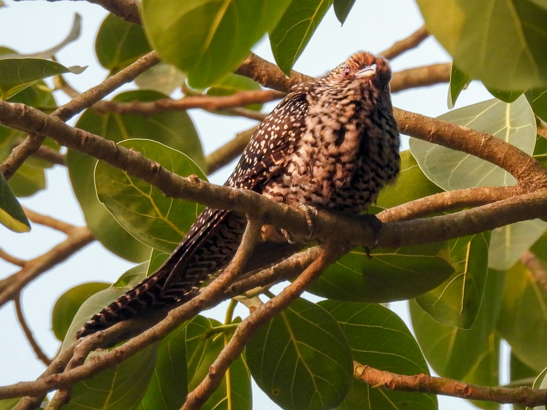 Asian Koel (F)