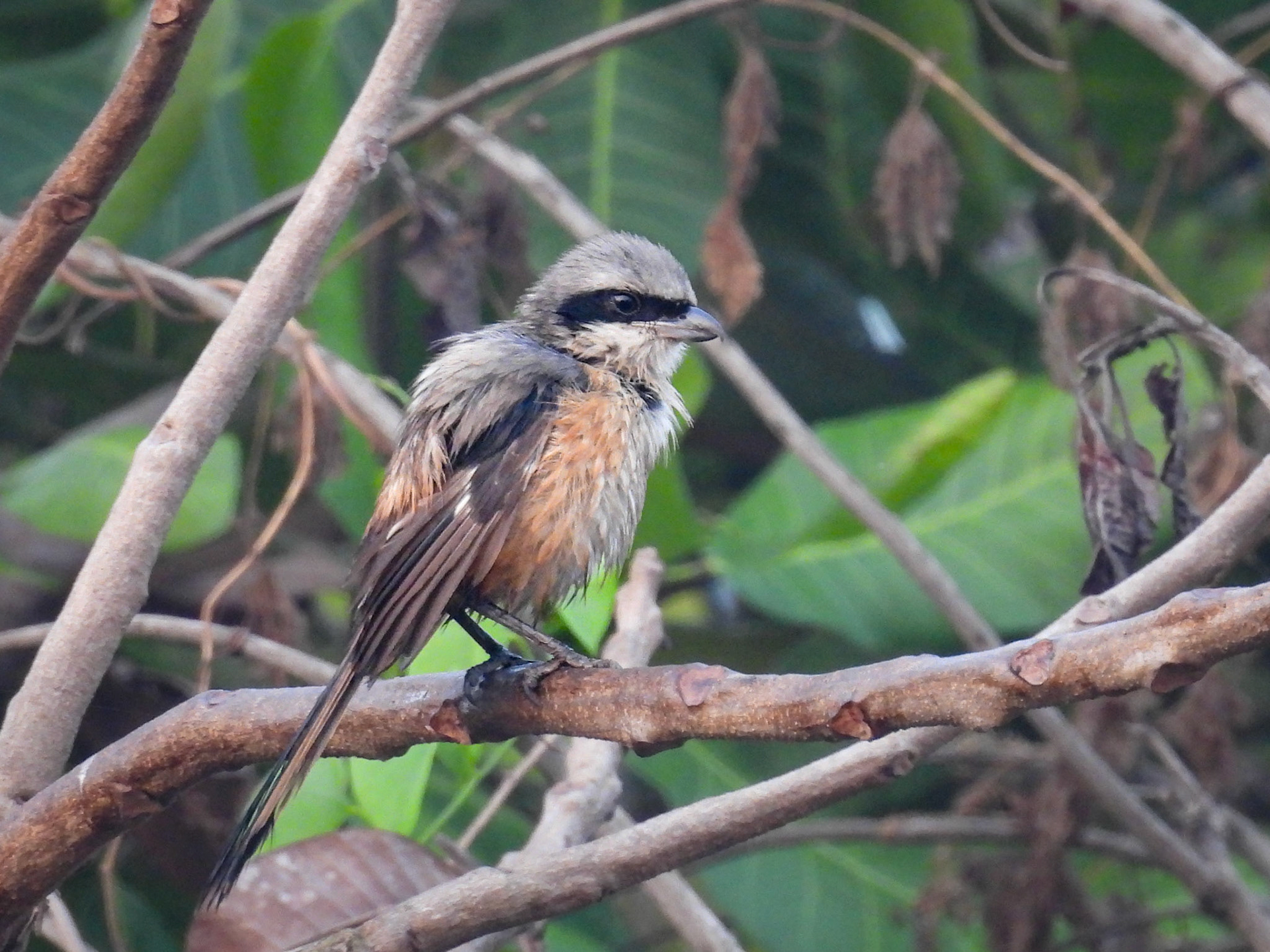 Long-tailed Shrike