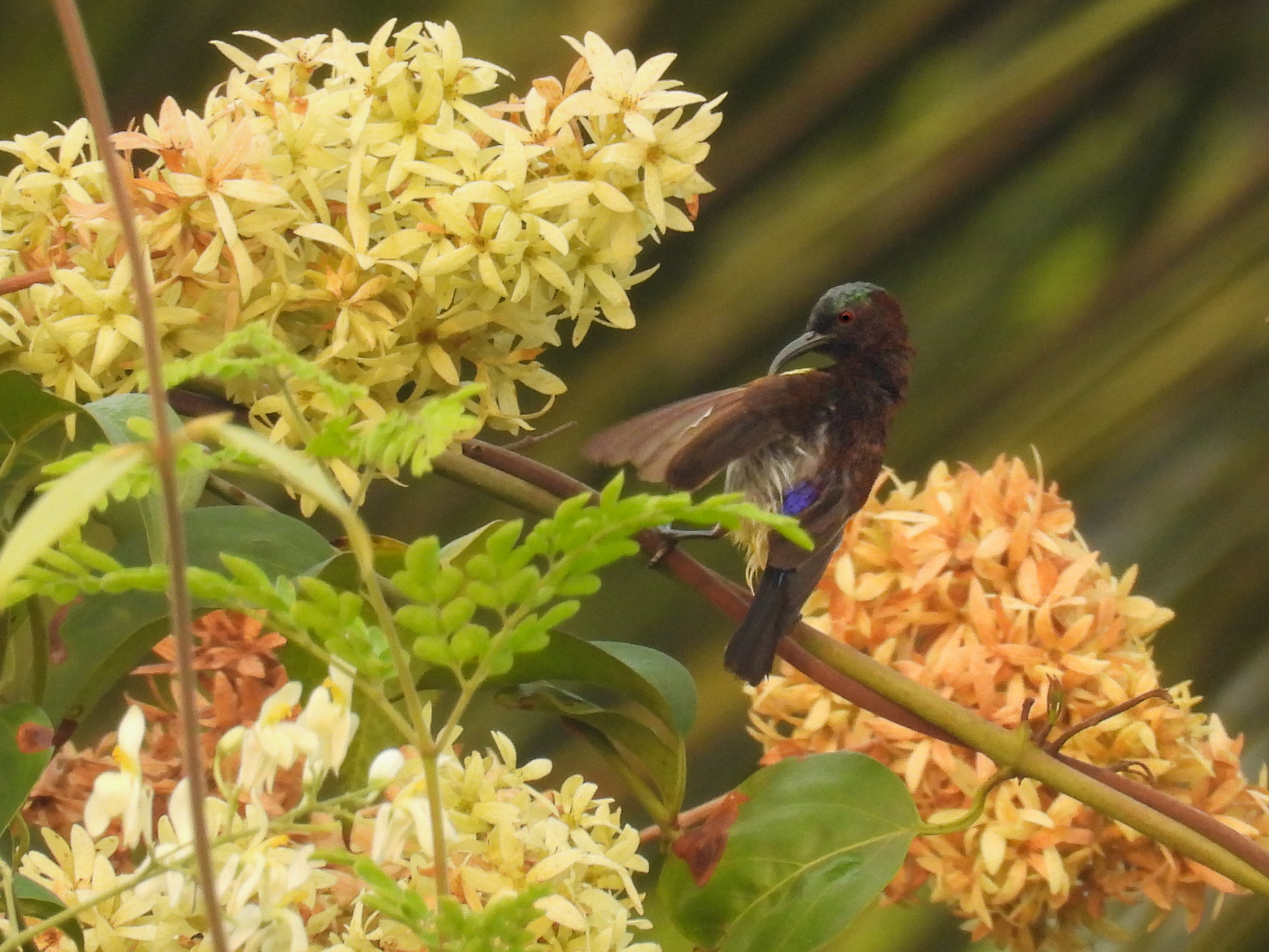 Purple-rumped Sunbirds