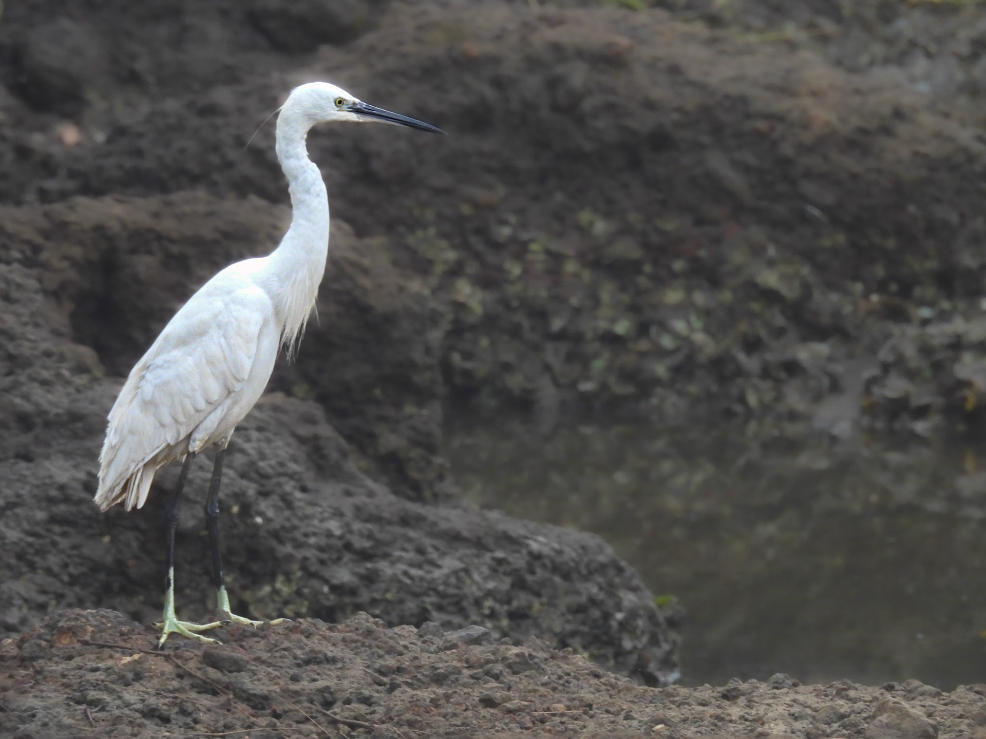 Little Egret